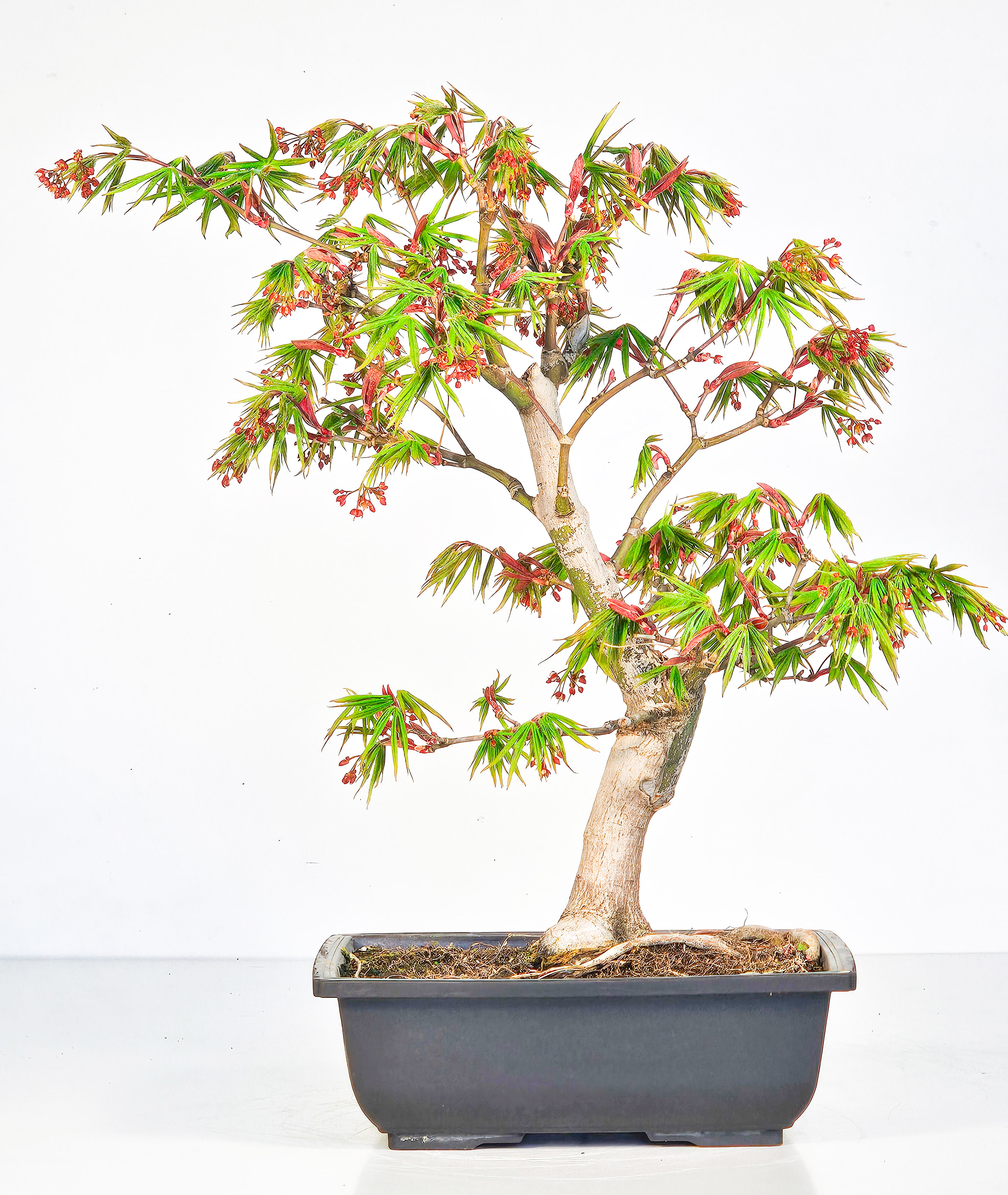 Bonsai Fächerahorn - Acer palmatum Osakazuki 38cm