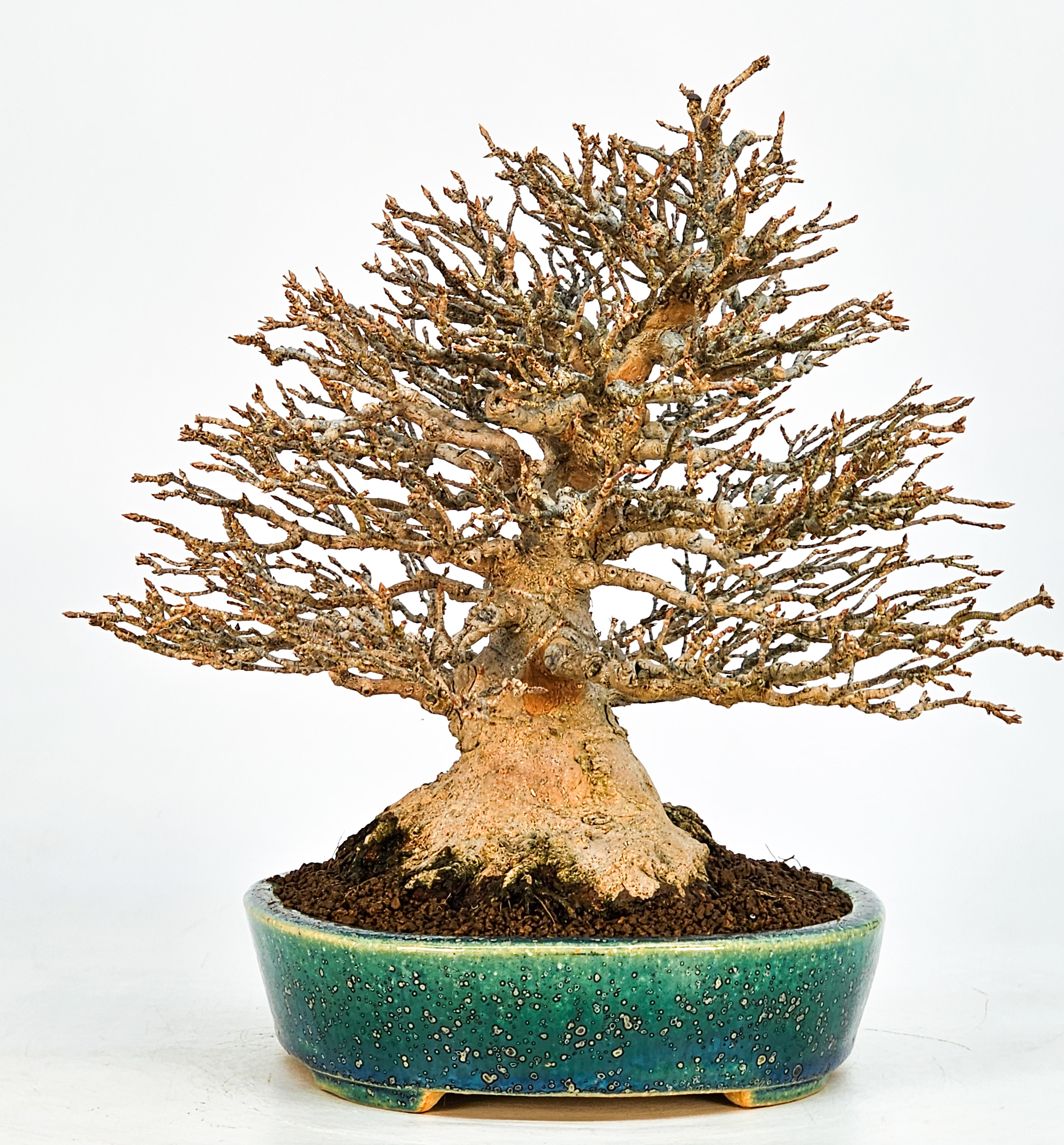 Bonsai Dreispitzahorn - Acer buergerianum 21cm