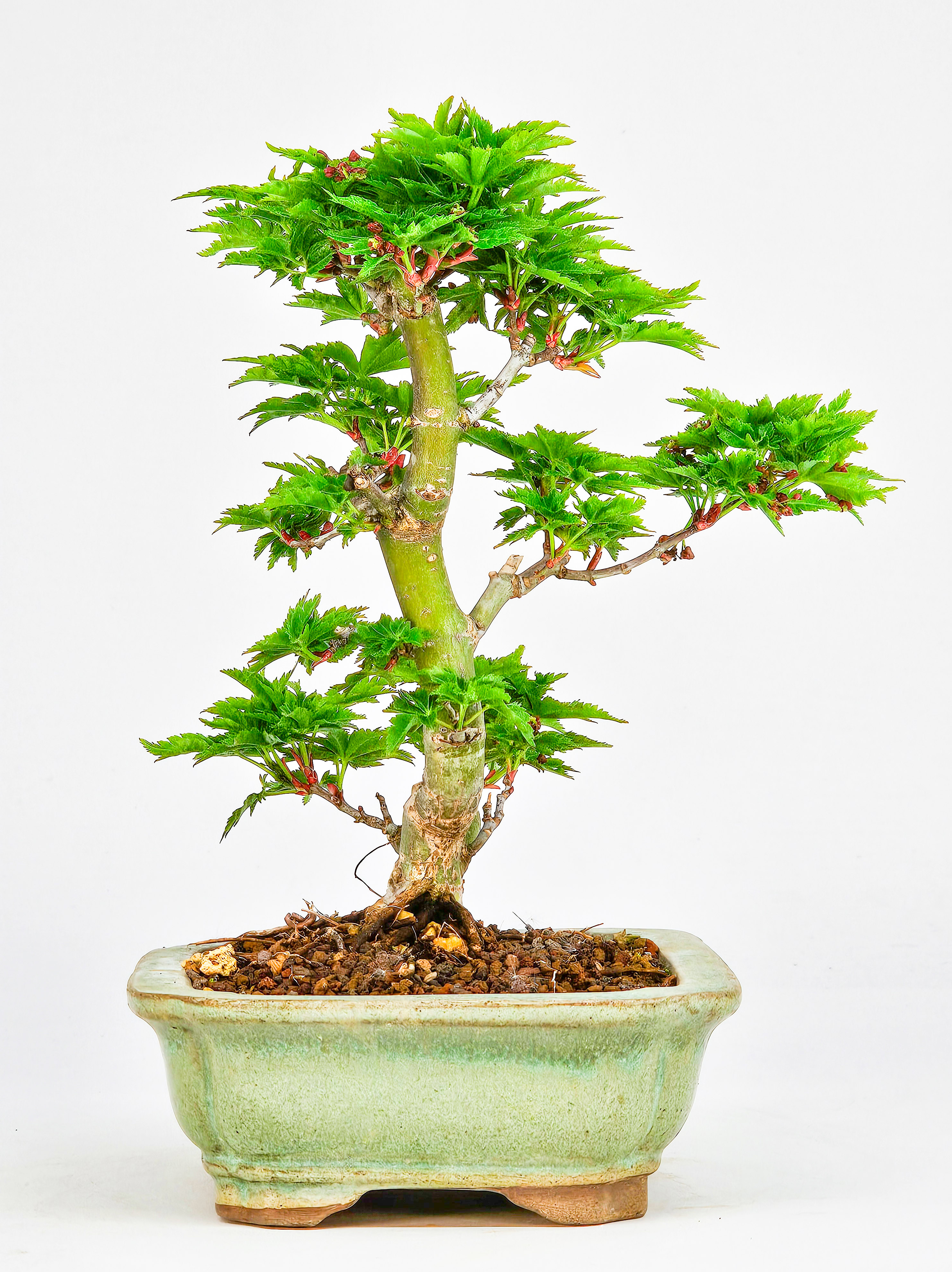Bonsai Löwenkopfahorn- Acer palmatum Shishigashira Shohin 14cm