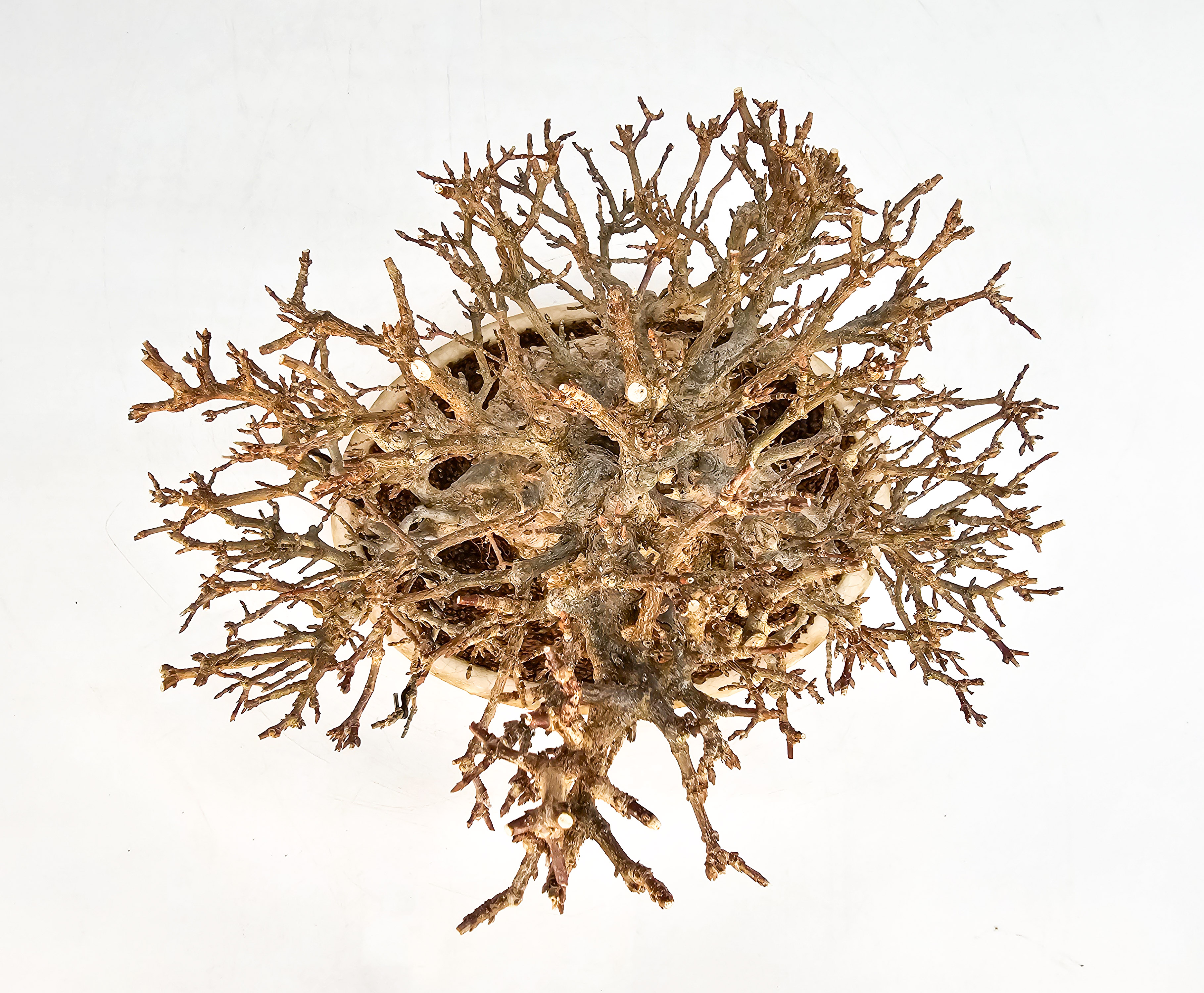 Bonsai Dreispitzahorn - Acer buergerianum 20cm Video!!