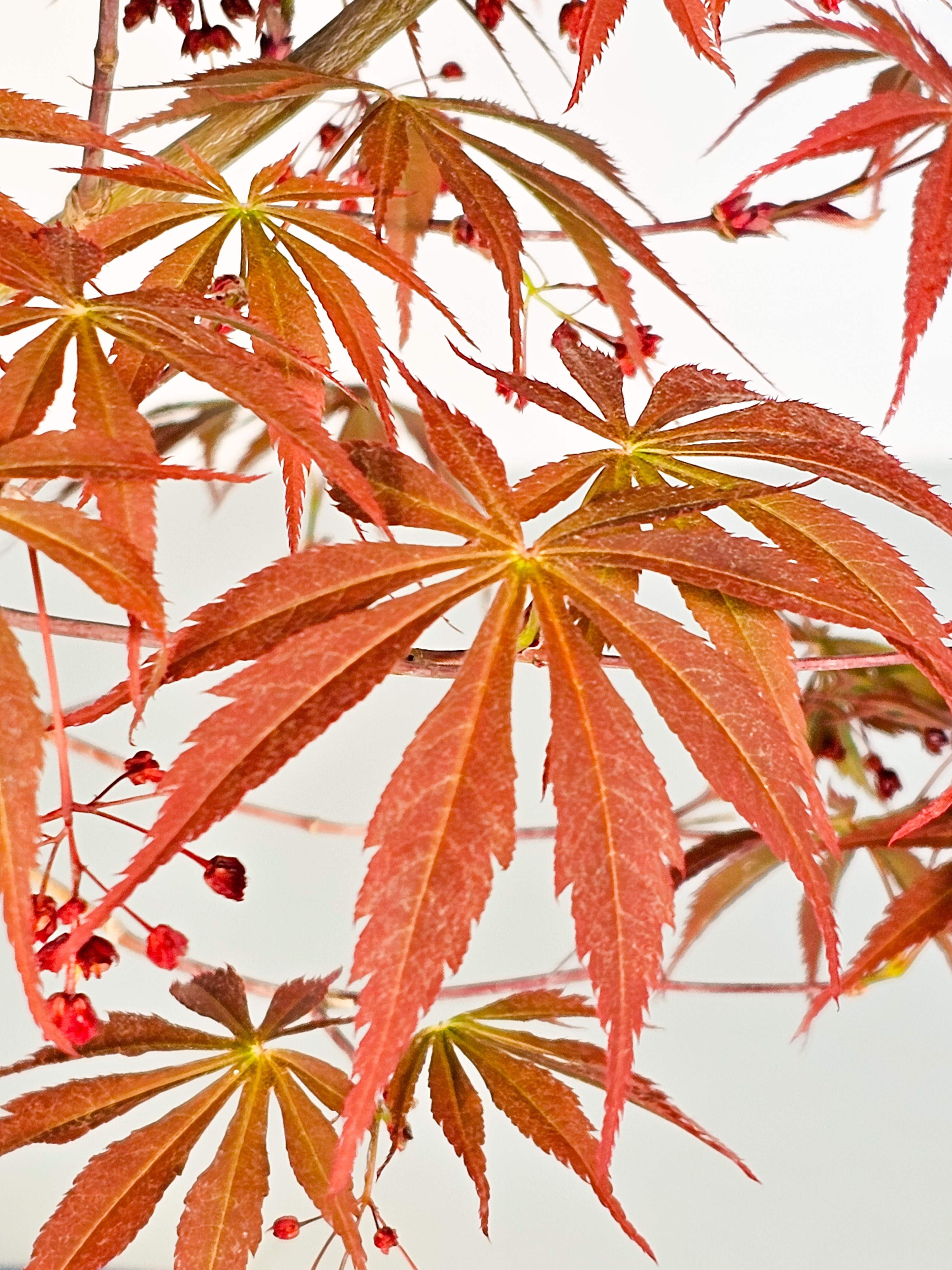 Bonsai Fächerahorn - Acer palmatum Tsuma beni 52cm