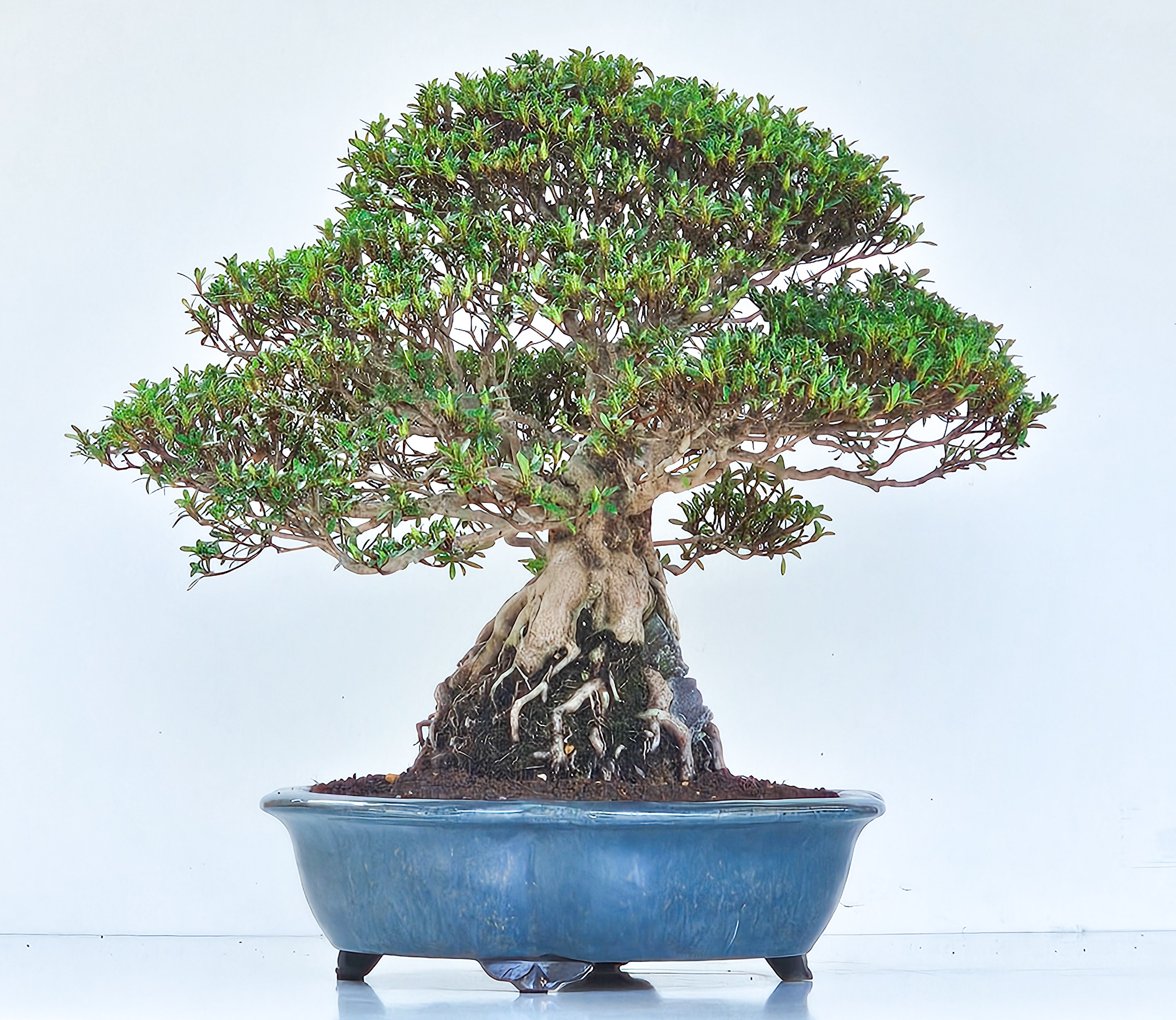 Bonsai Azalee Rhododendron indicum Ishizuki - Kozan - 39cm Video!!