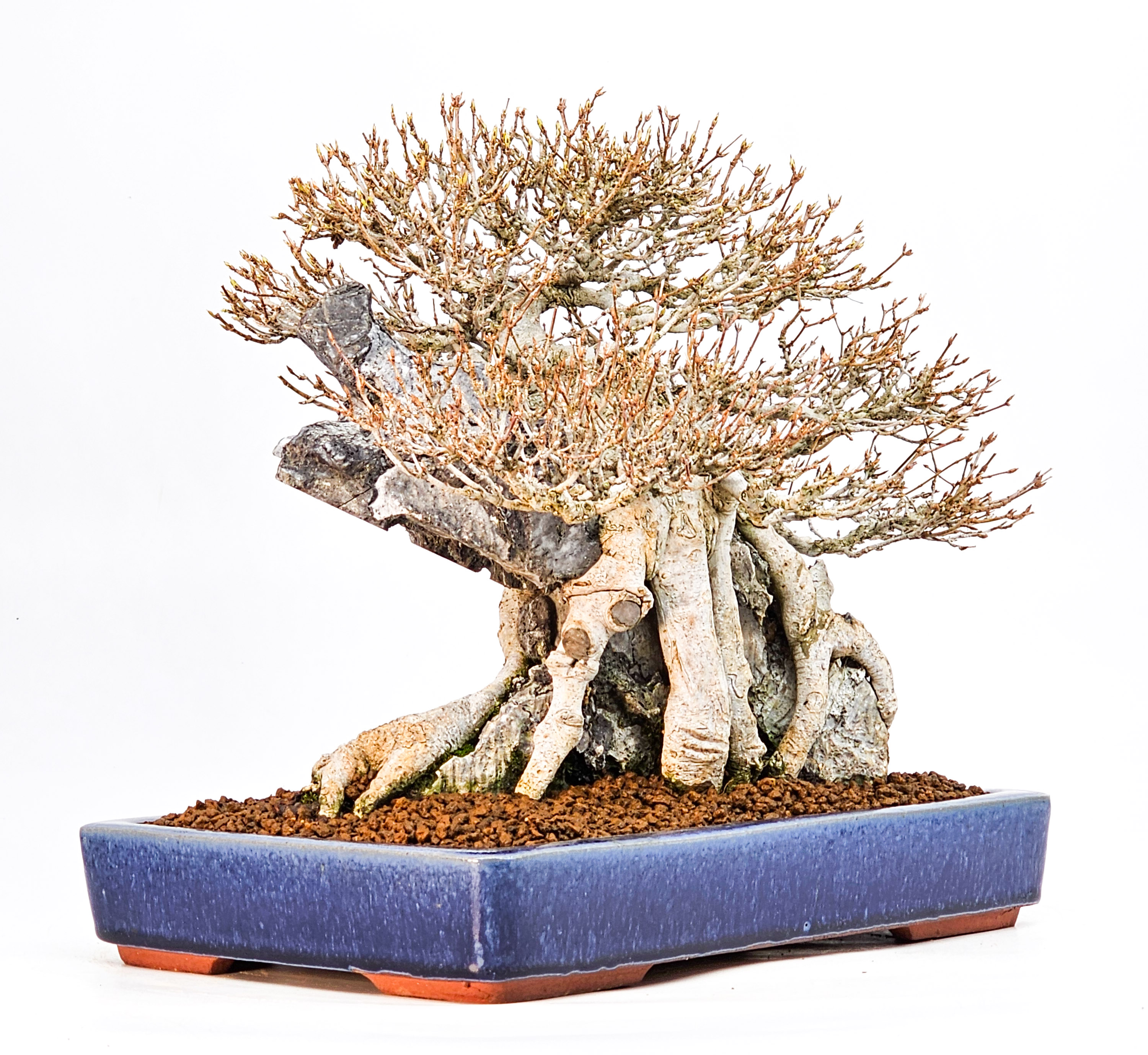 Bonsai Dreispitzahorn - Acer buergerianum Ishizuki 25cm Video!!