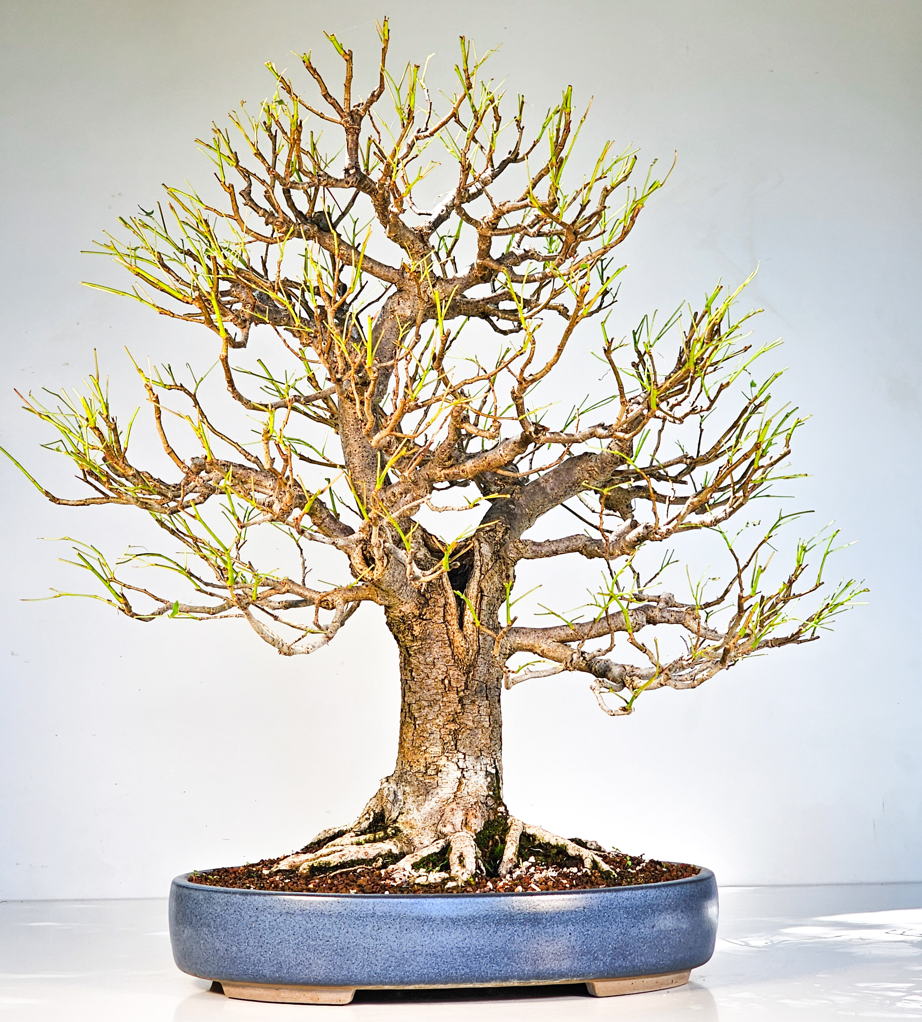 Bonsai Linde - Tilia  58cm