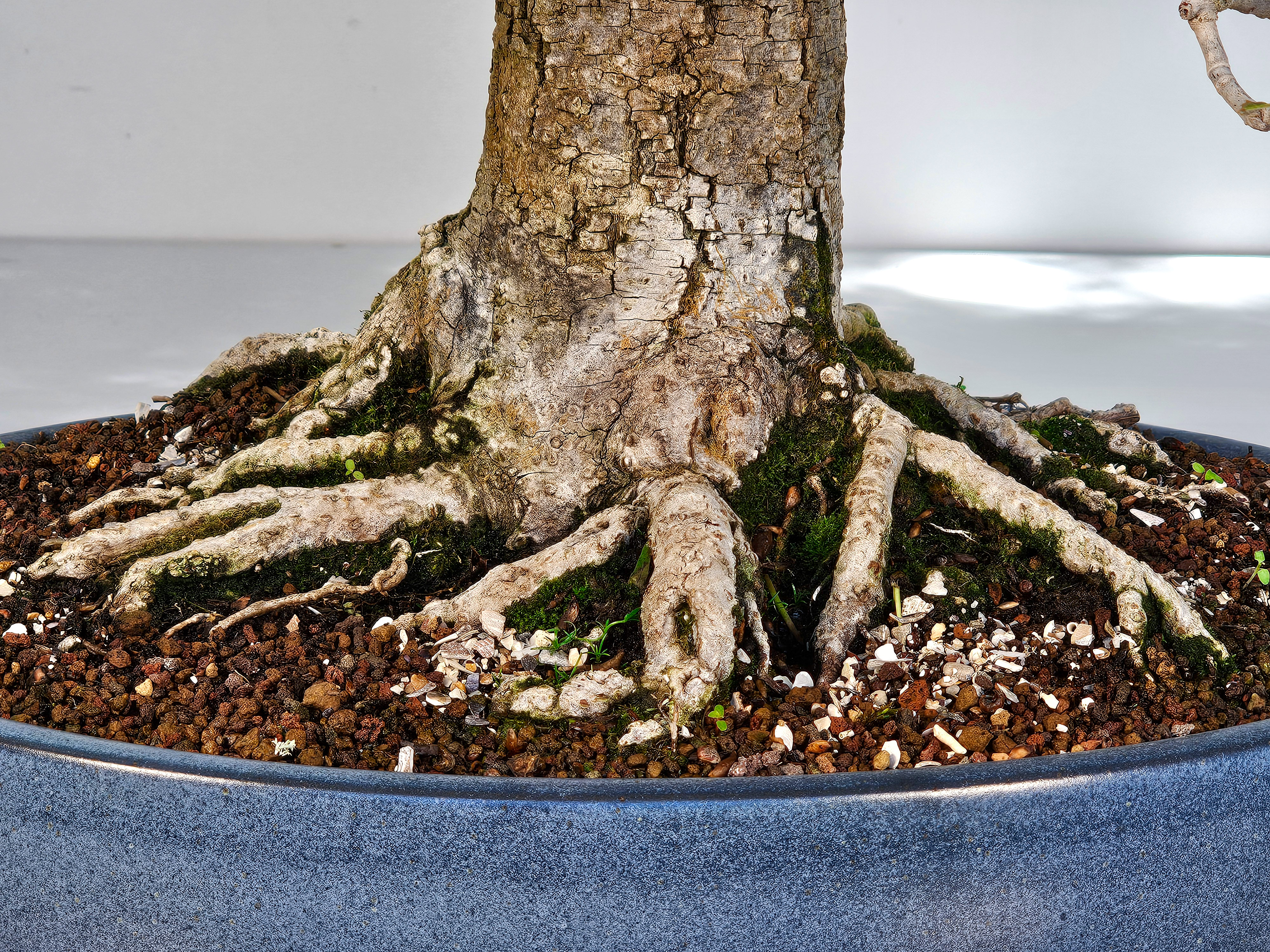 Bonsai Linde - Tilia  58cm