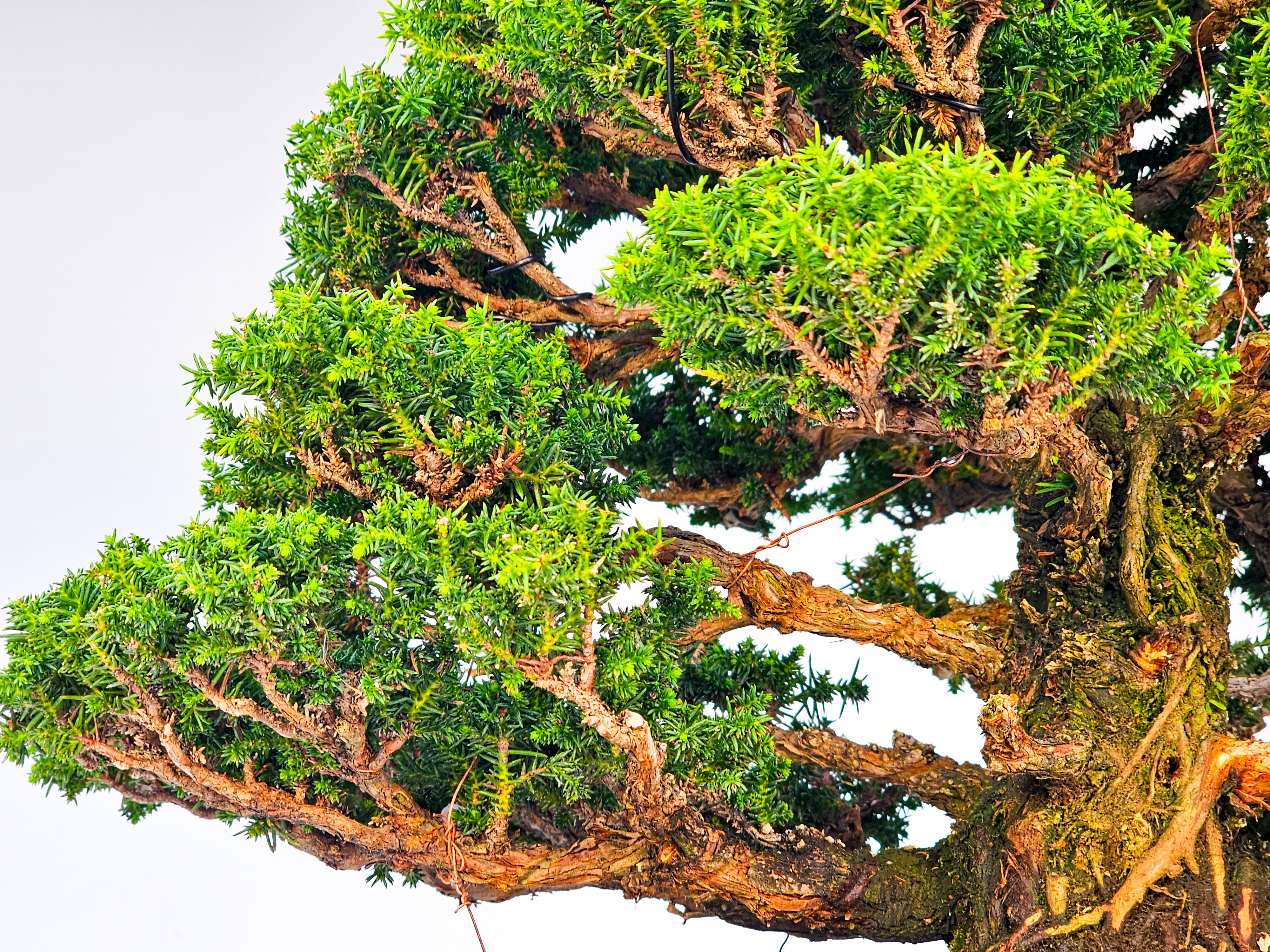 Bonsai Sicheltanne Cryptomeria Japonica 33cm