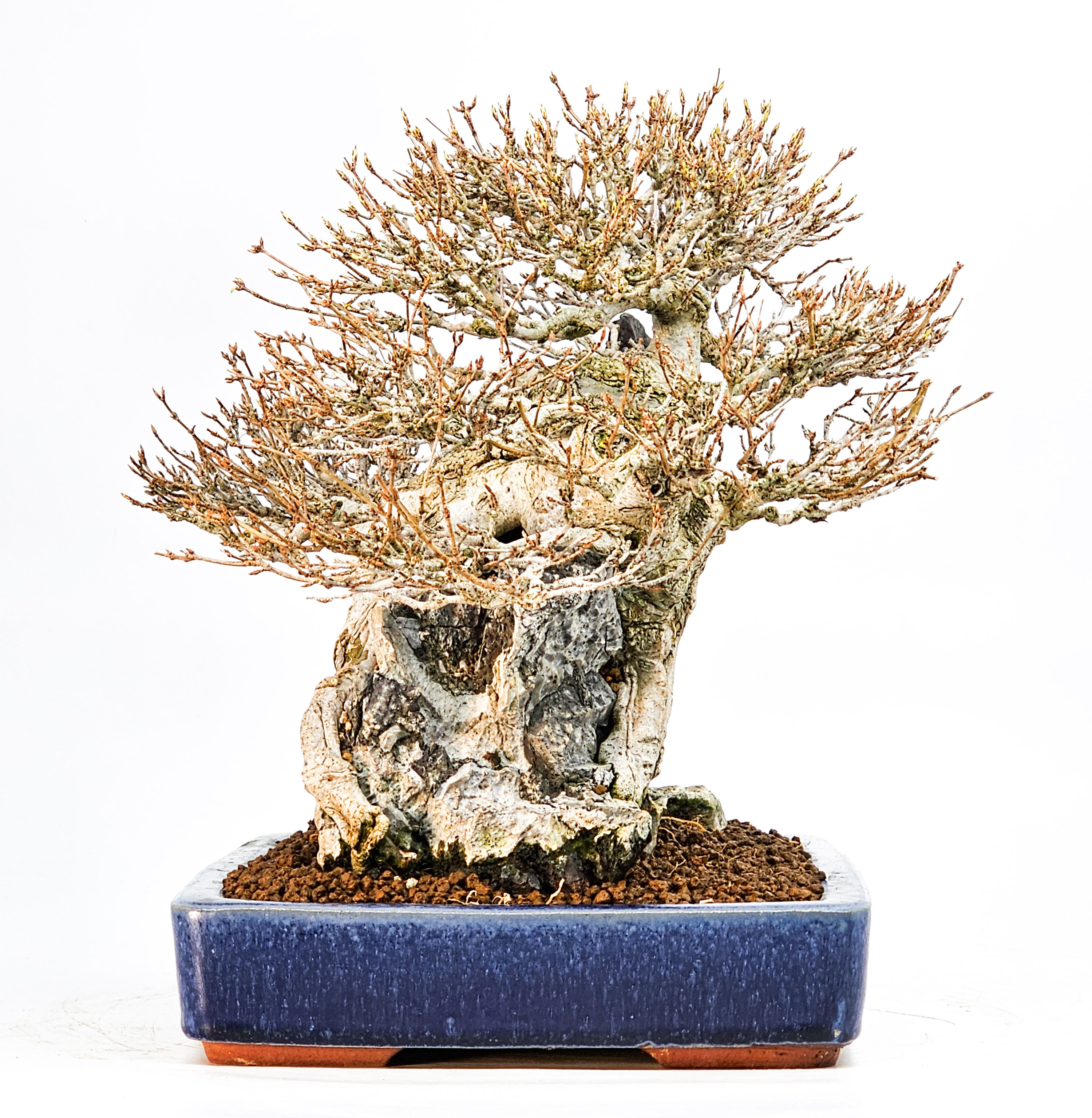 Bonsai Dreispitzahorn - Acer buergerianum Ishizuki 25cm Video!!