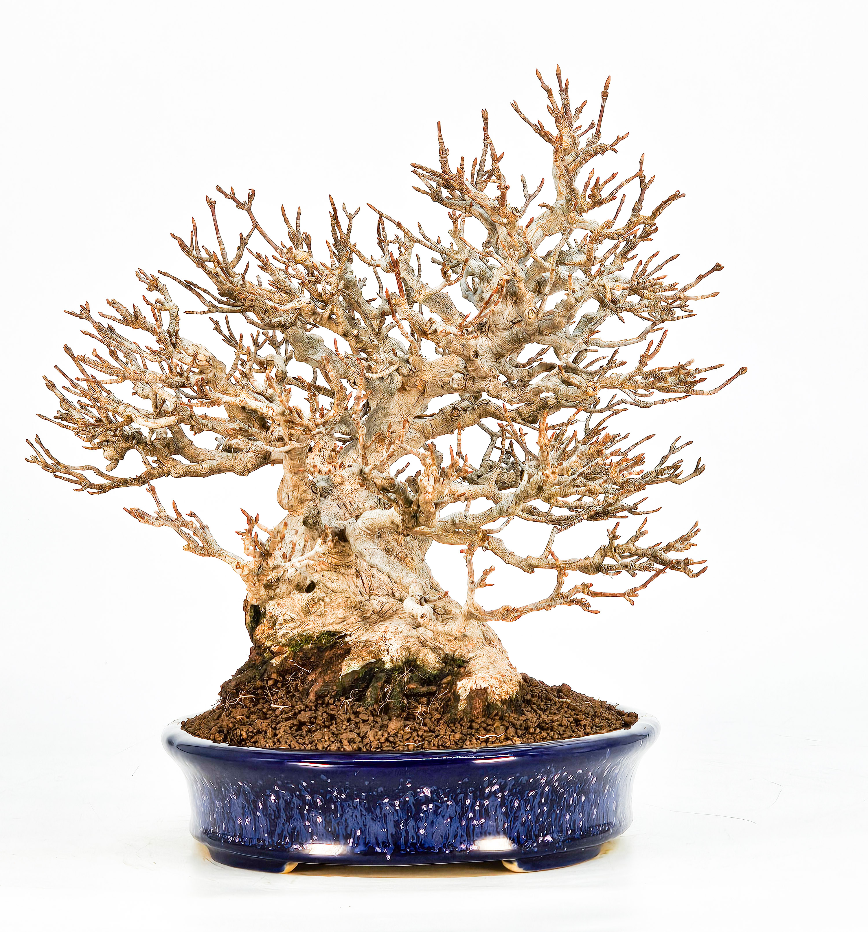 Bonsai Dreispitzahorn - Acer buergerianum 20cm Video!!