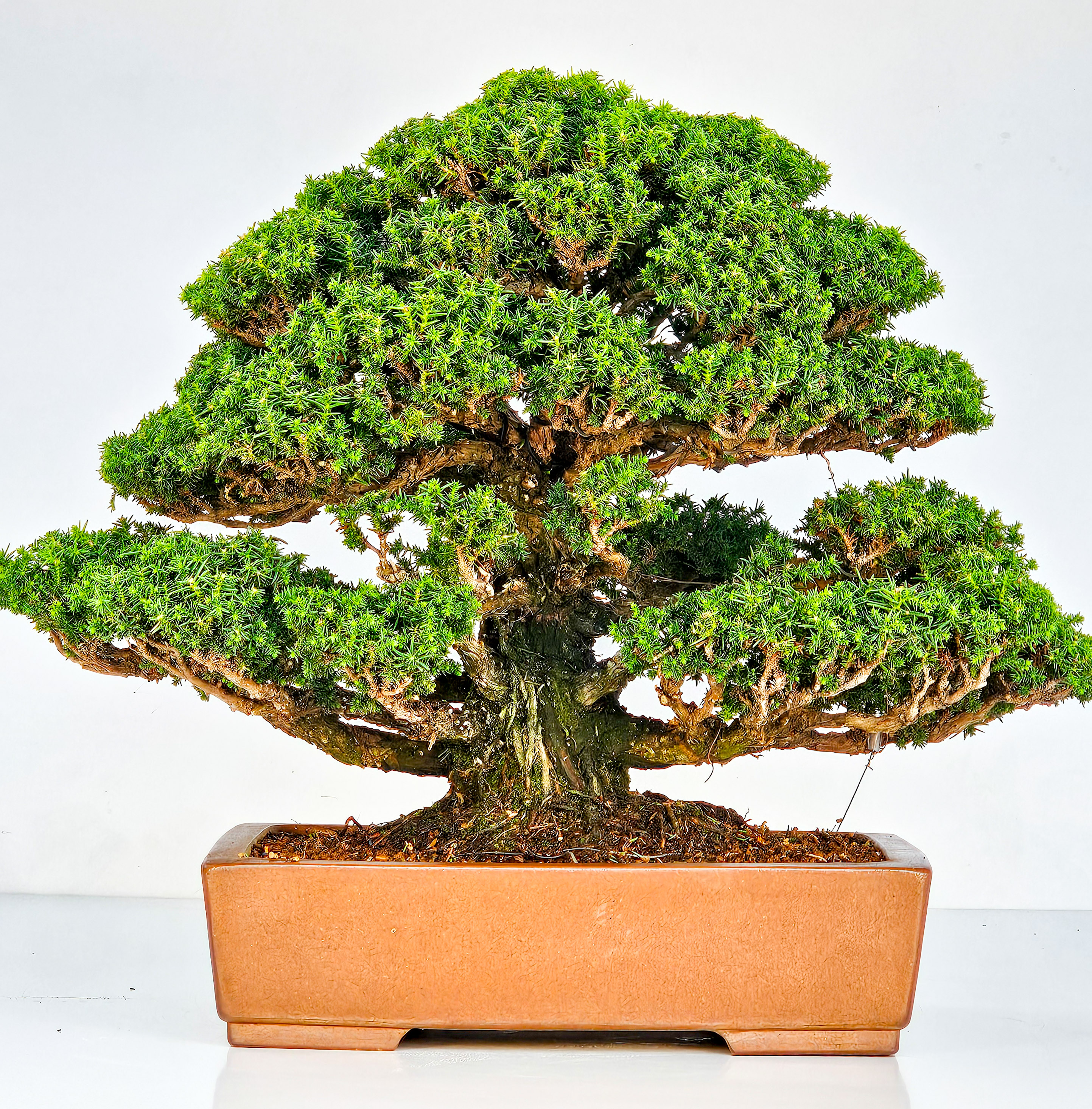 Bonsai Sicheltanne Cryptomeria Japonica 33cm