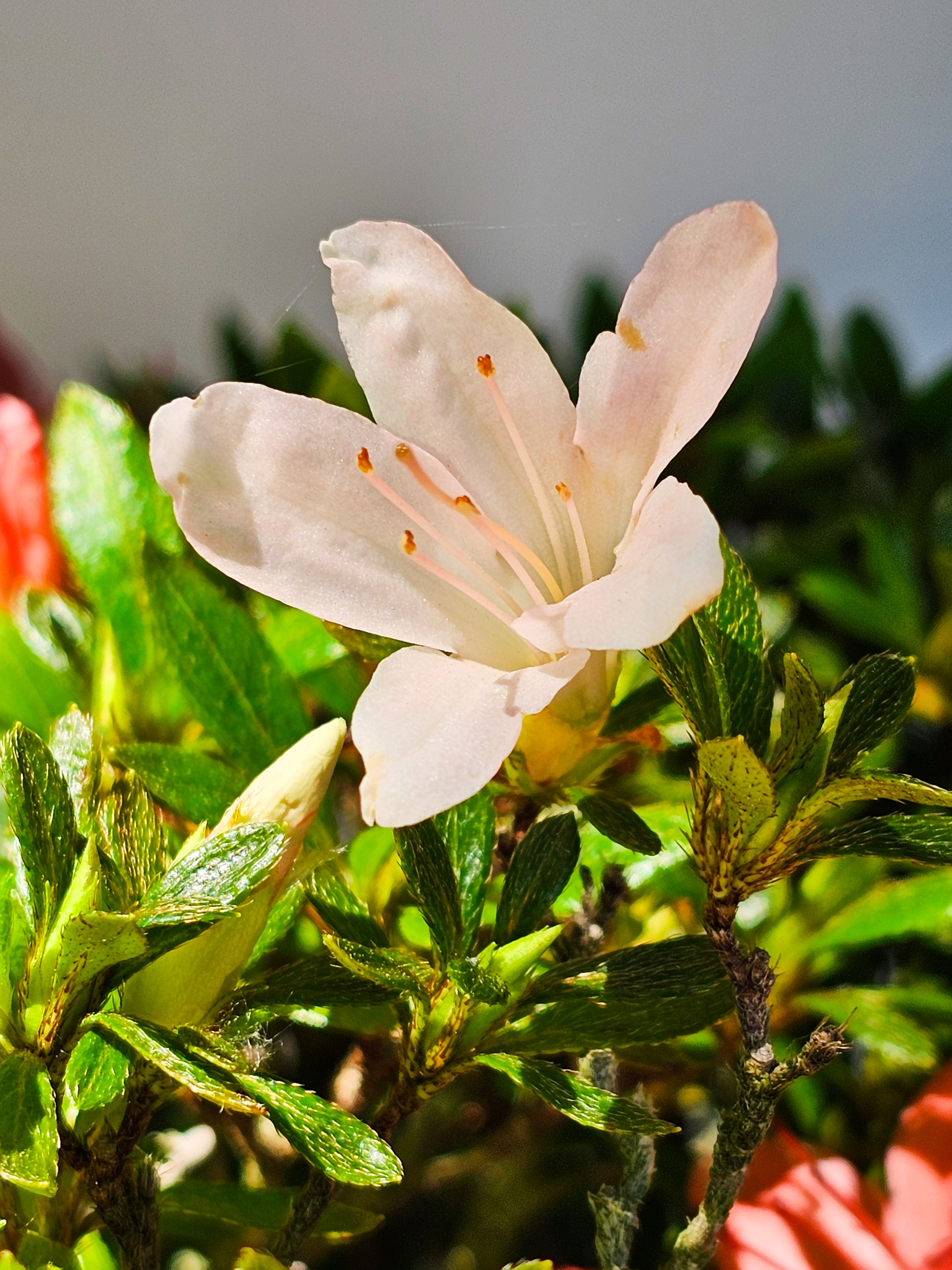 Bonsai Azalee Rhododendron indicum -Nissho no Hakari- 48cm