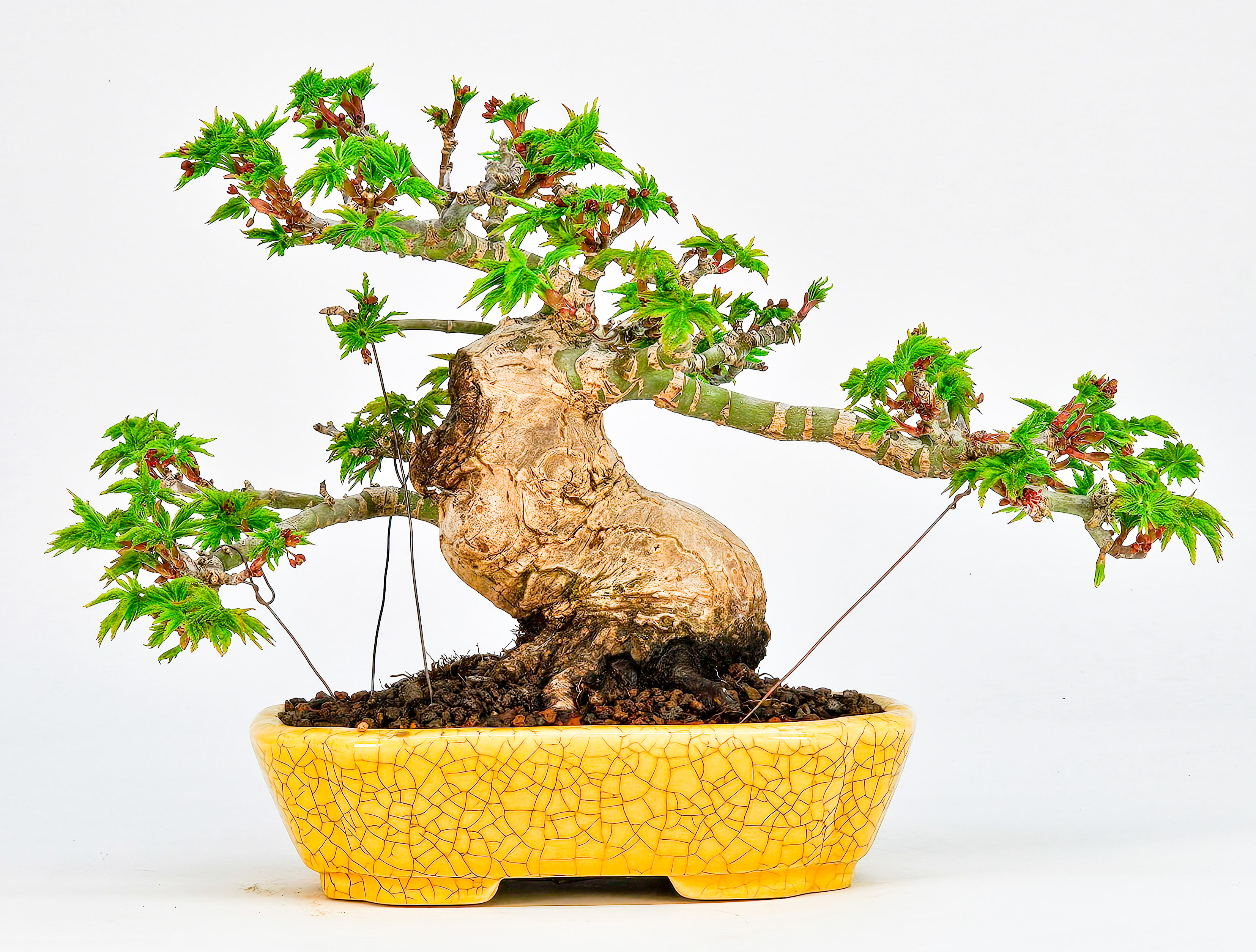 Bonsai Löwenkopfahorn- Acer palmatum Shishigashira Shohin 12cm