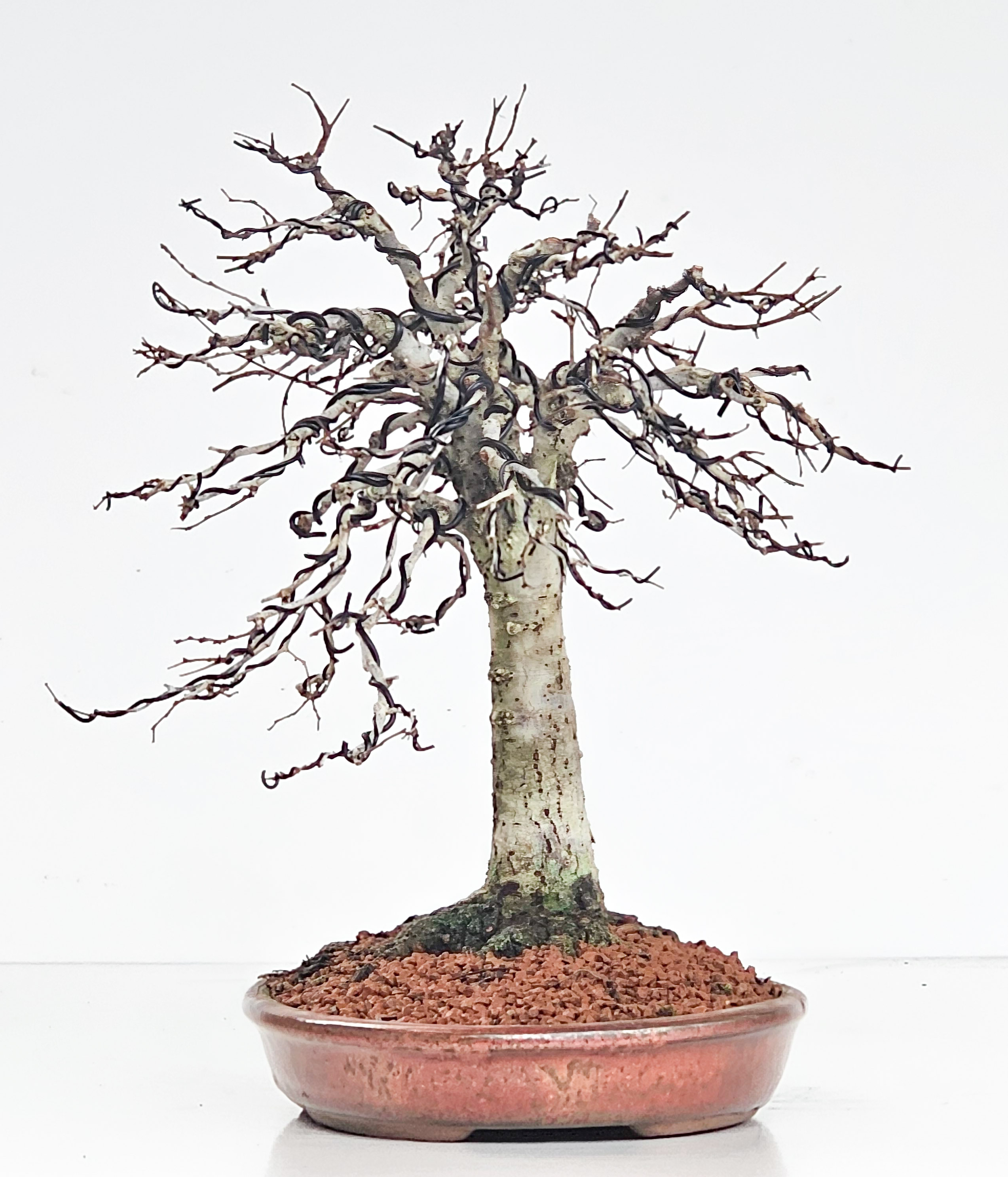 Bonsai Zelkova serrata 26cm - Video!