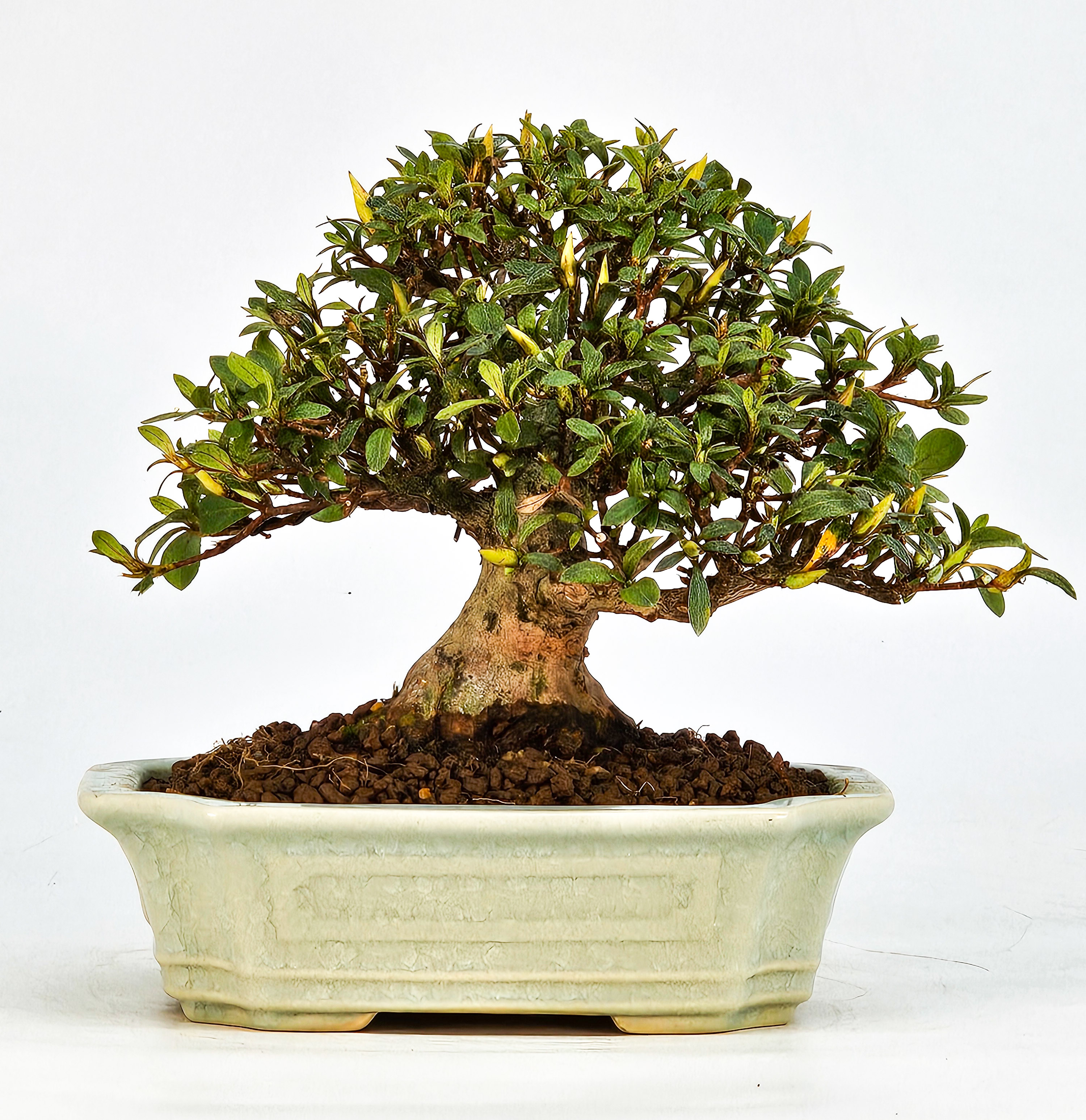 Bonsai Azalee Rhododendron indicum - Satino kirameki - Shohin 13cm