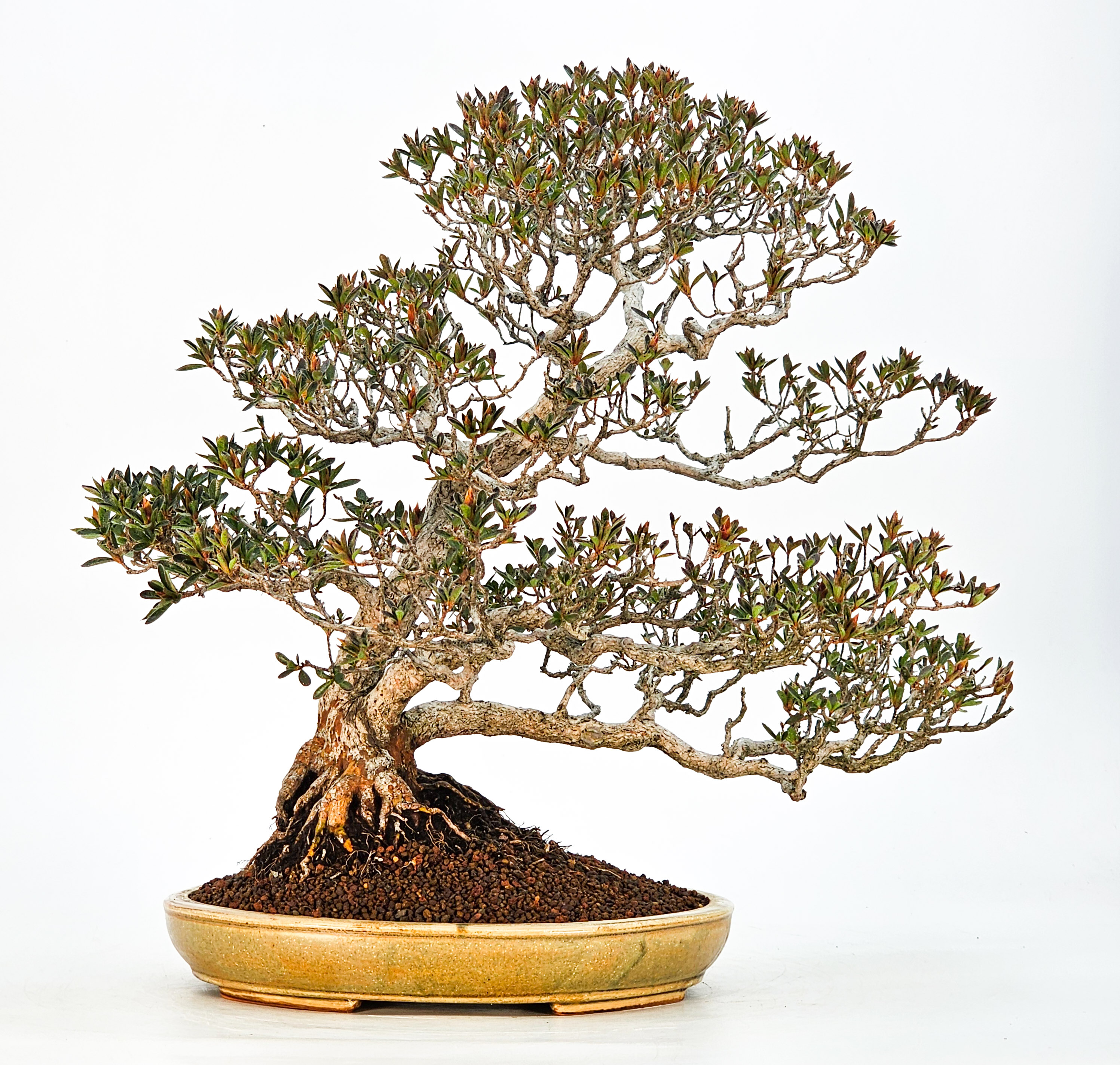 Bonsai Azalee Rhododendron indicum - Hoshi no Kira- 37cm