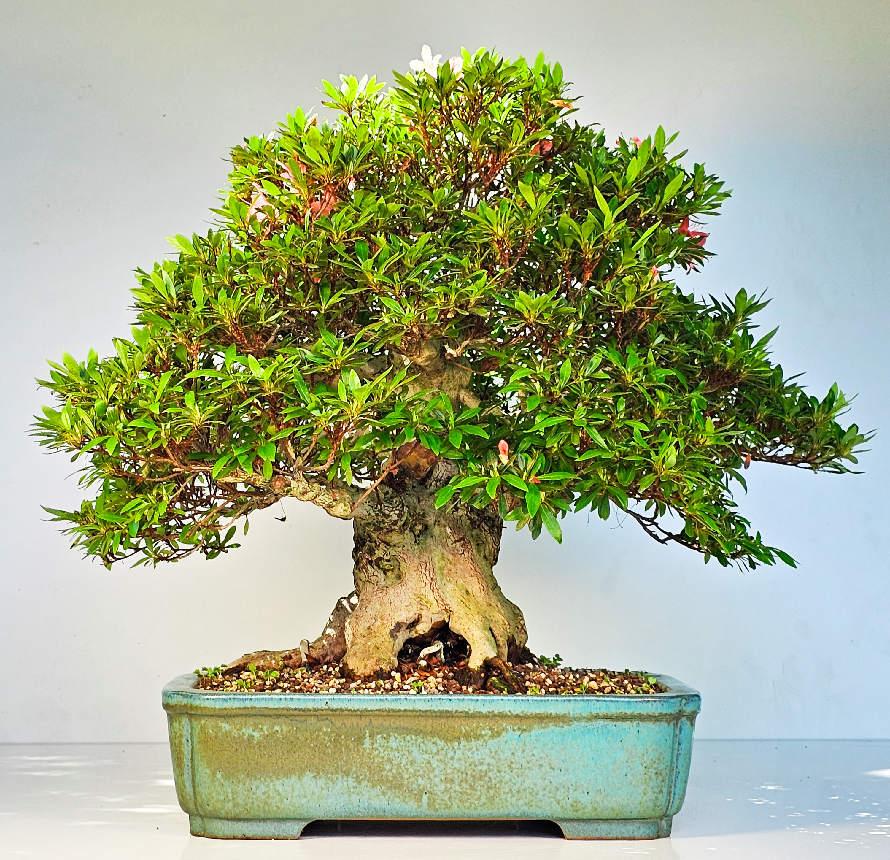 Bonsai Azalee Rhododendron indicum -Nissho no Hakari- 48cm