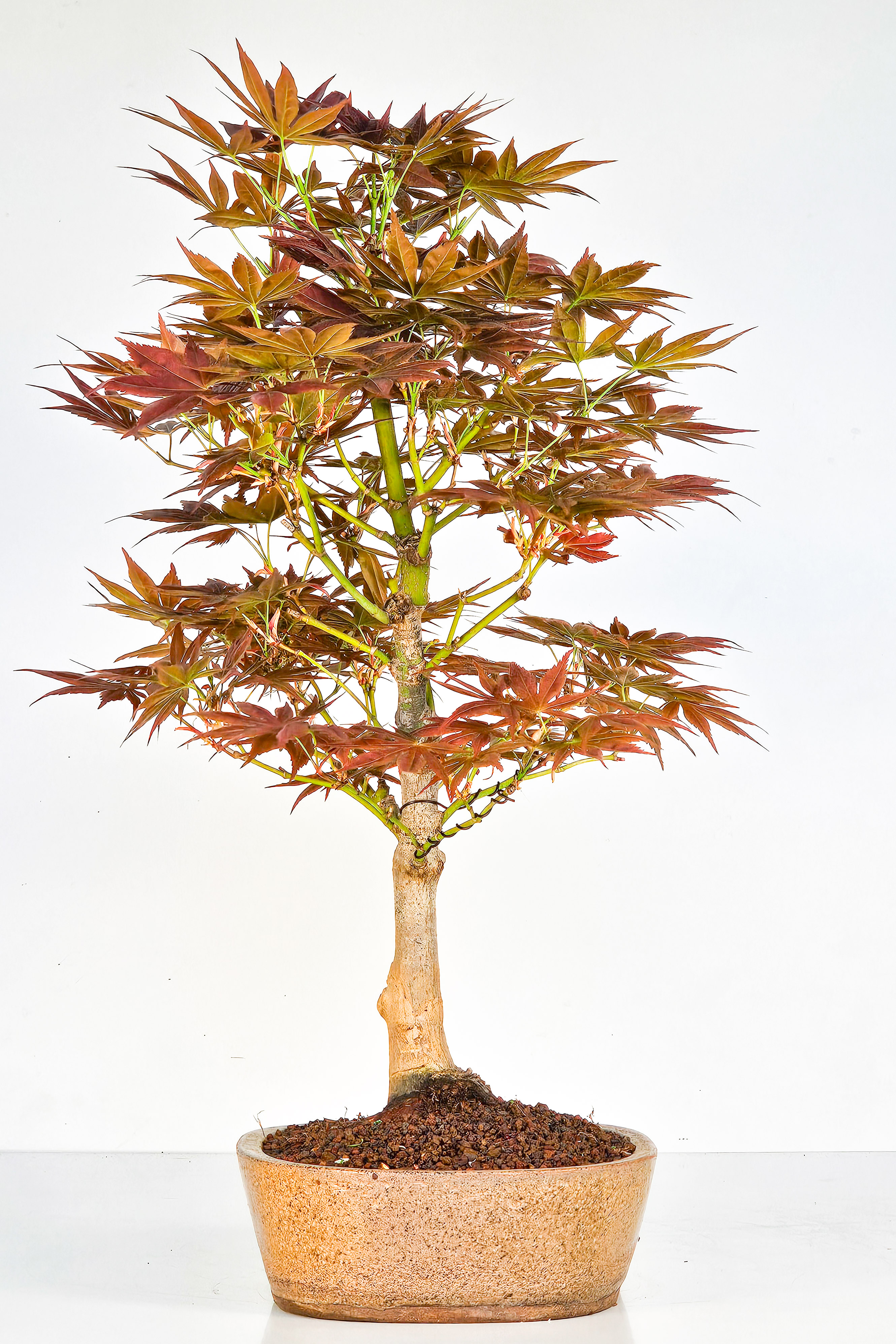 Bonsai Fächerahorn - Acer palmatum yugure 45cm