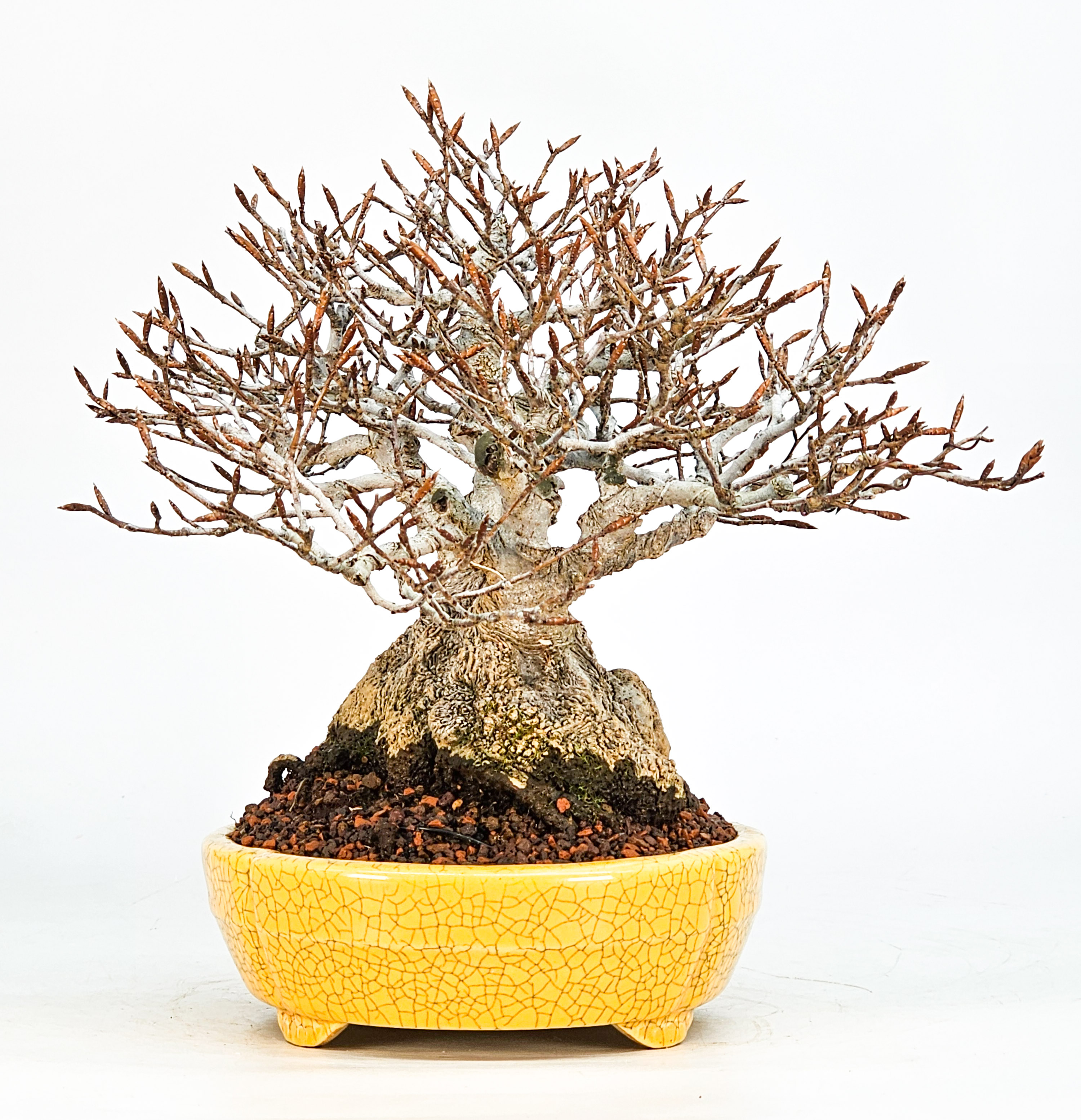 Bonsai Premium Kerbbuche Fagus Crenata 17,5 cm Video!!