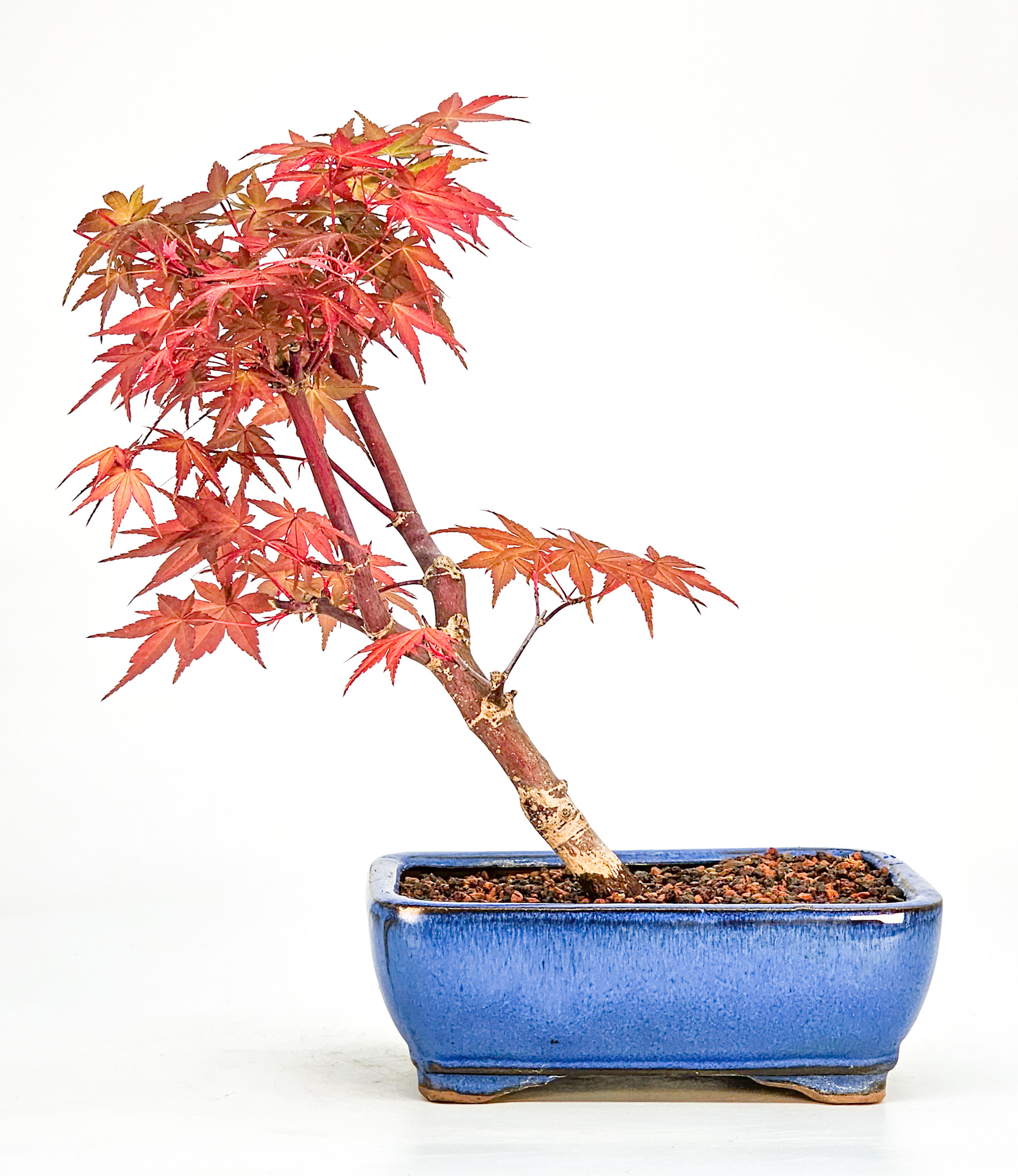 Bonsai Fächerahorn Acer palmatum Deshojo Shohin 19cm
