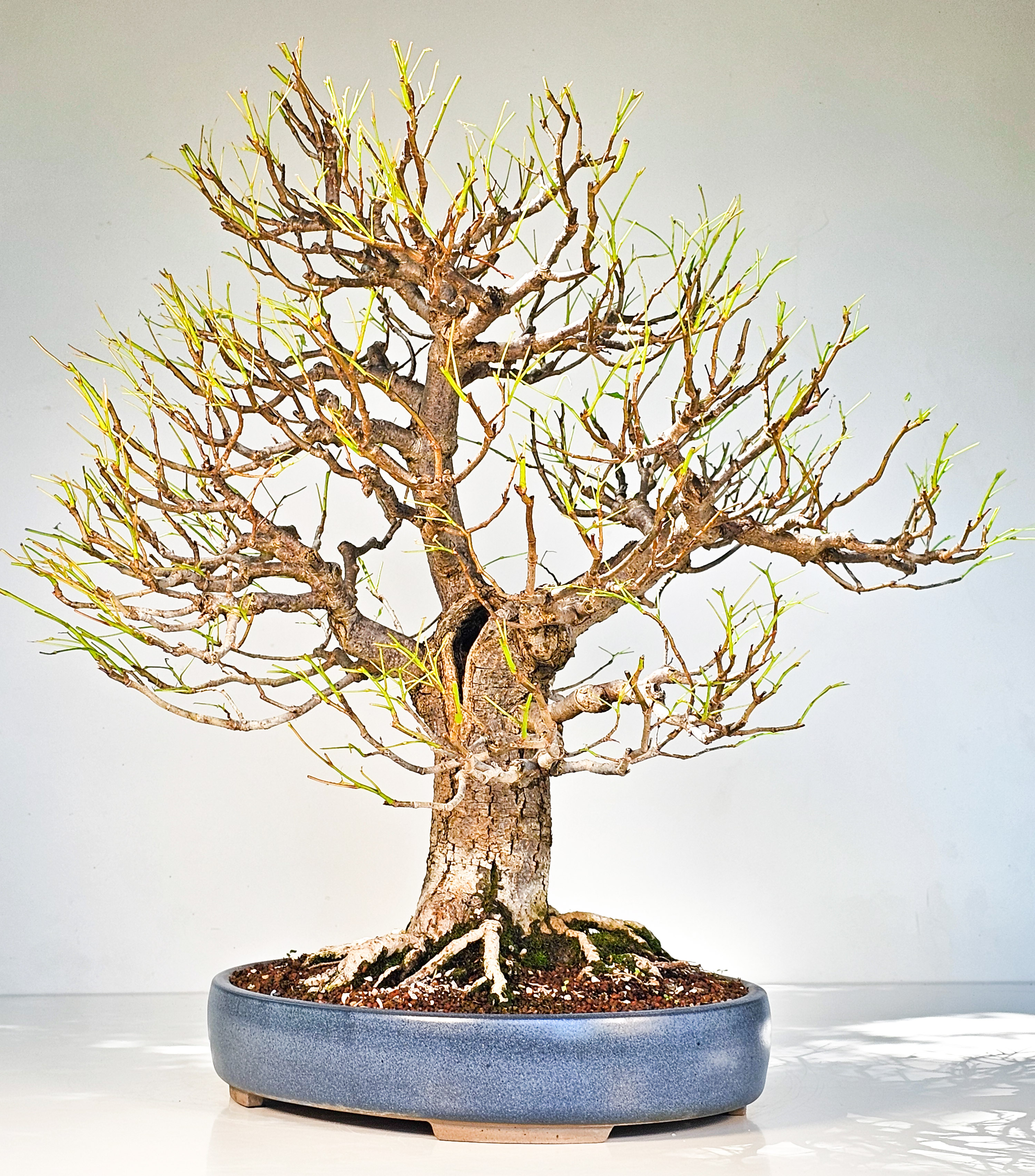 Bonsai Linde - Tilia  58cm