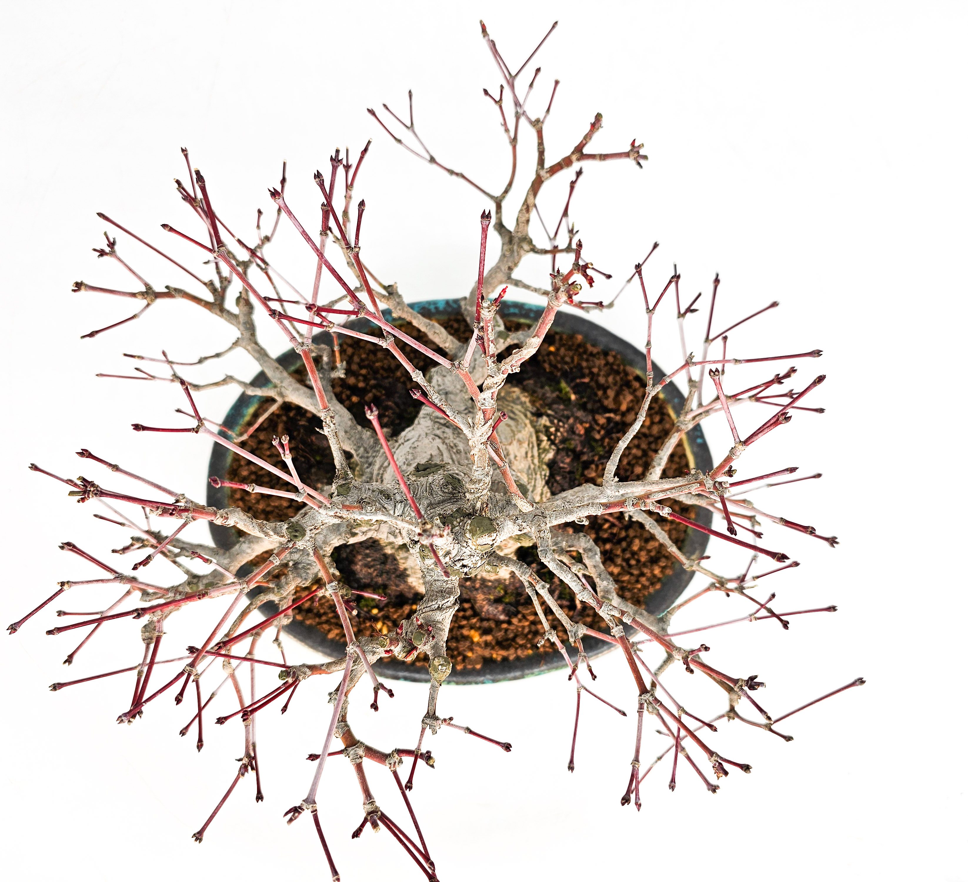 Bonsai Fächerahorn - Acer palmatum Shohin 18cm Video!!