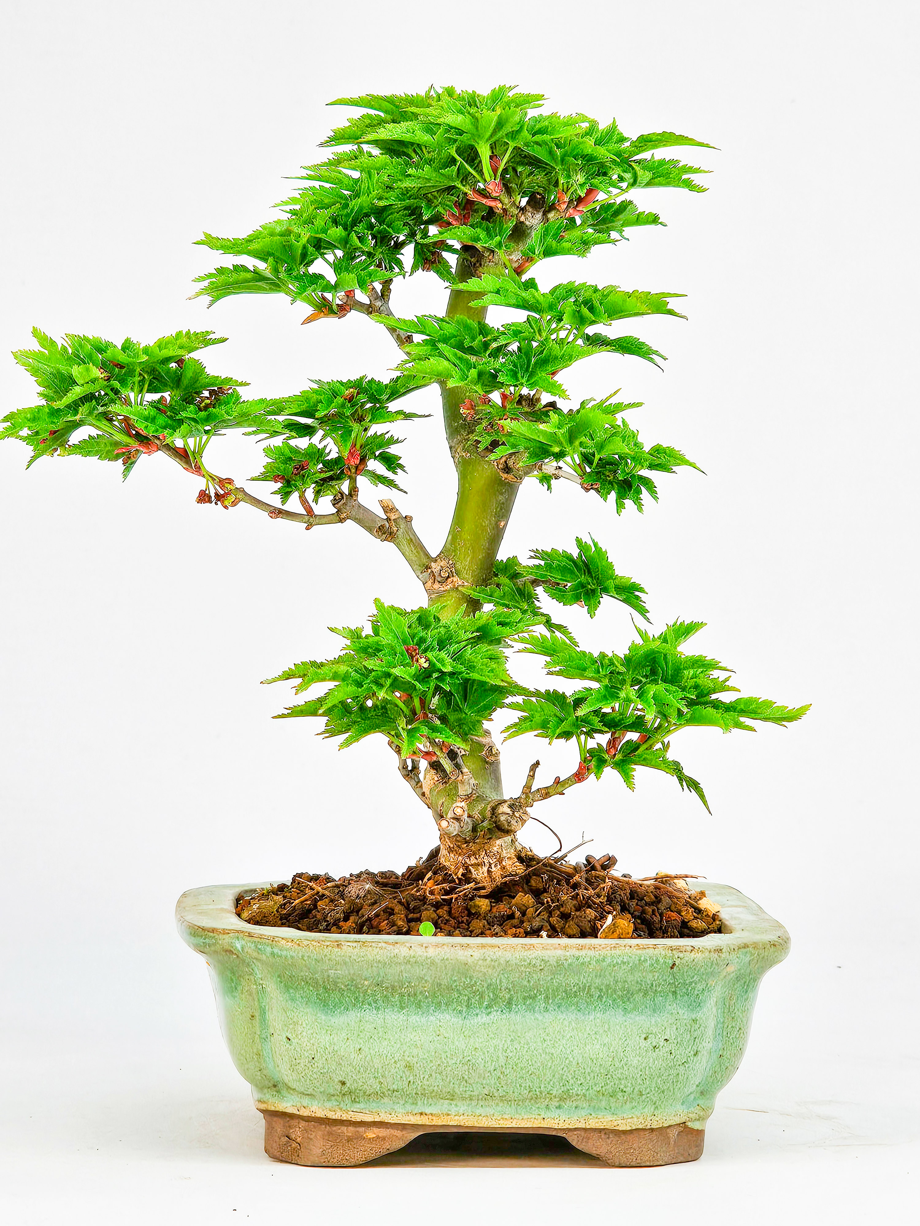 Bonsai Löwenkopfahorn- Acer palmatum Shishigashira Shohin 14cm