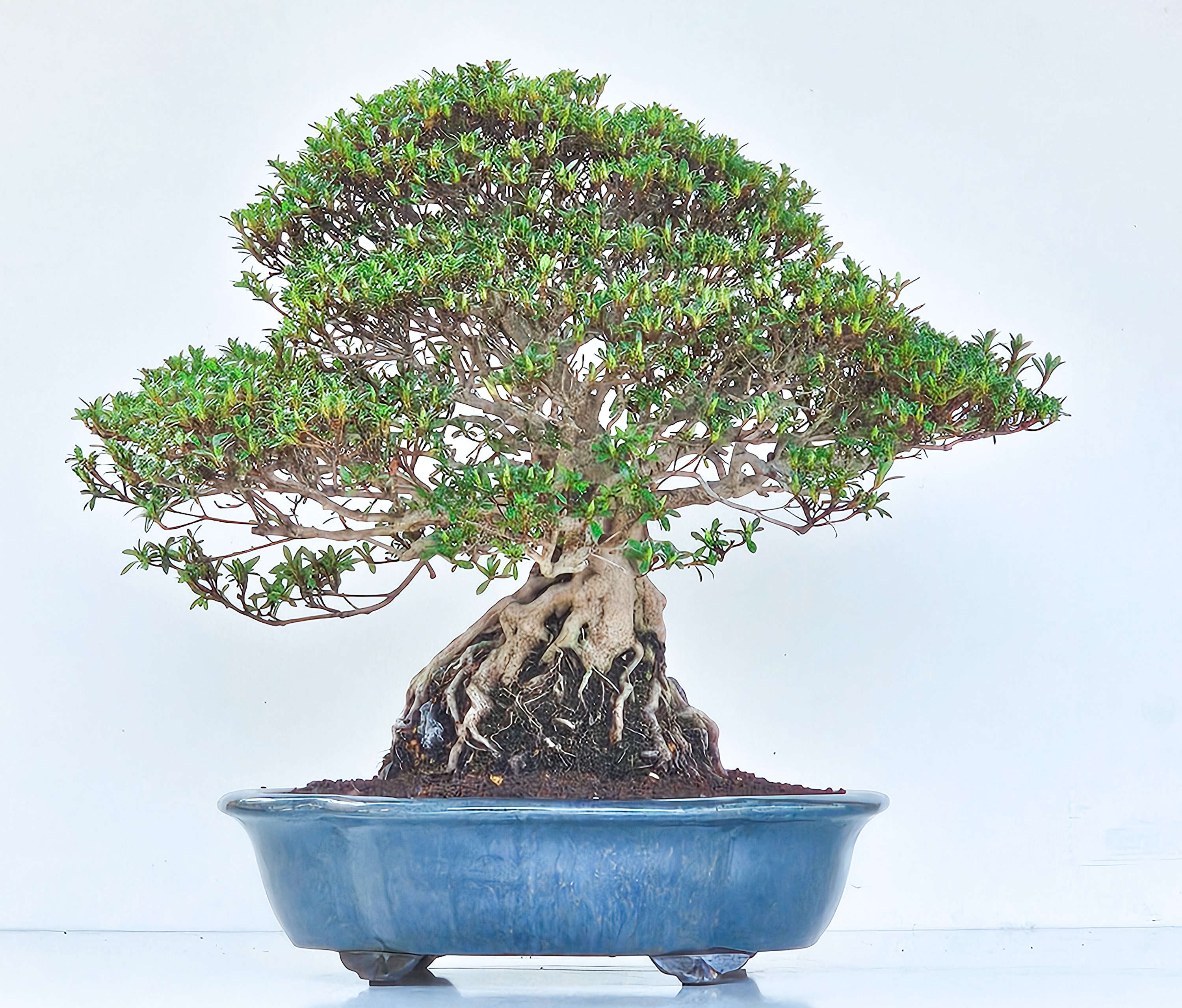 Bonsai Azalee Rhododendron indicum Ishizuki - Kozan - 39cm Video!!