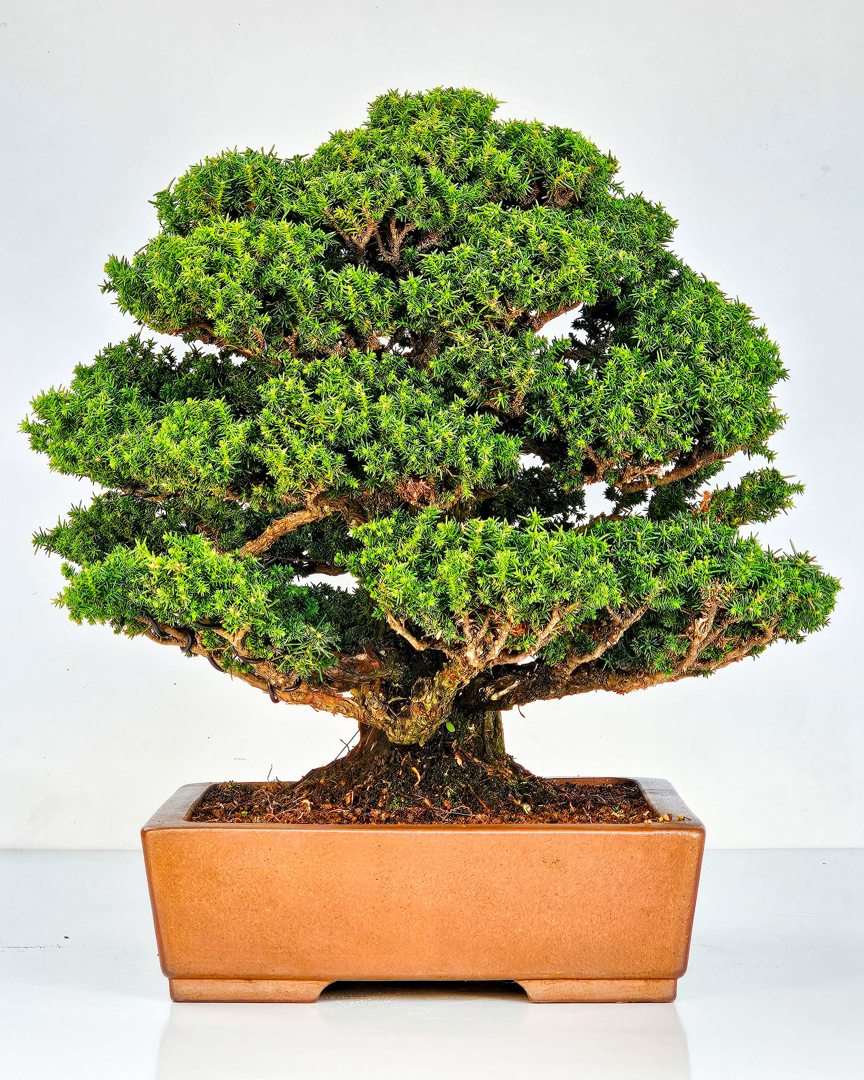 Bonsai Sicheltanne Cryptomeria Japonica 33cm