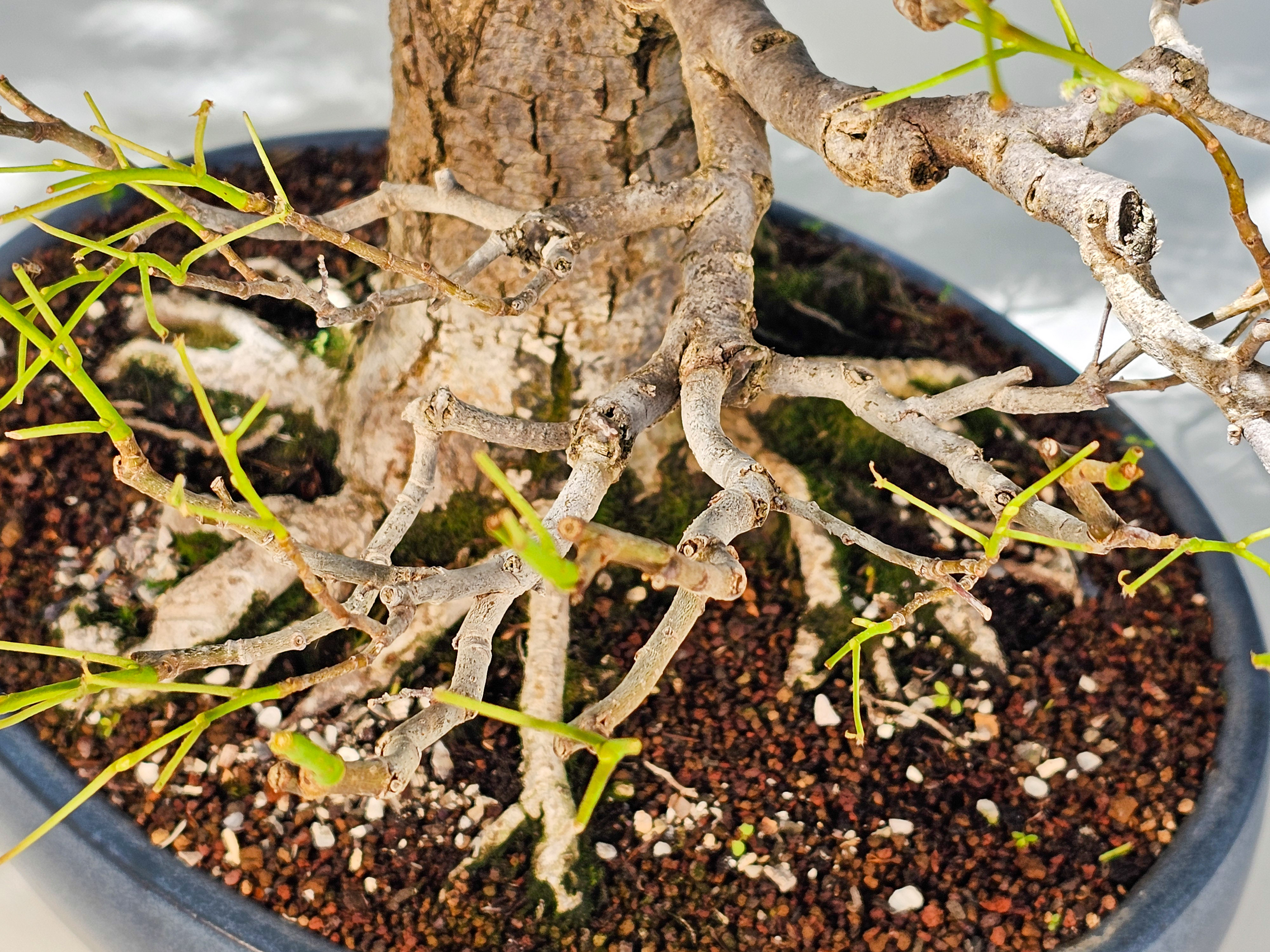 Bonsai Linde - Tilia  58cm