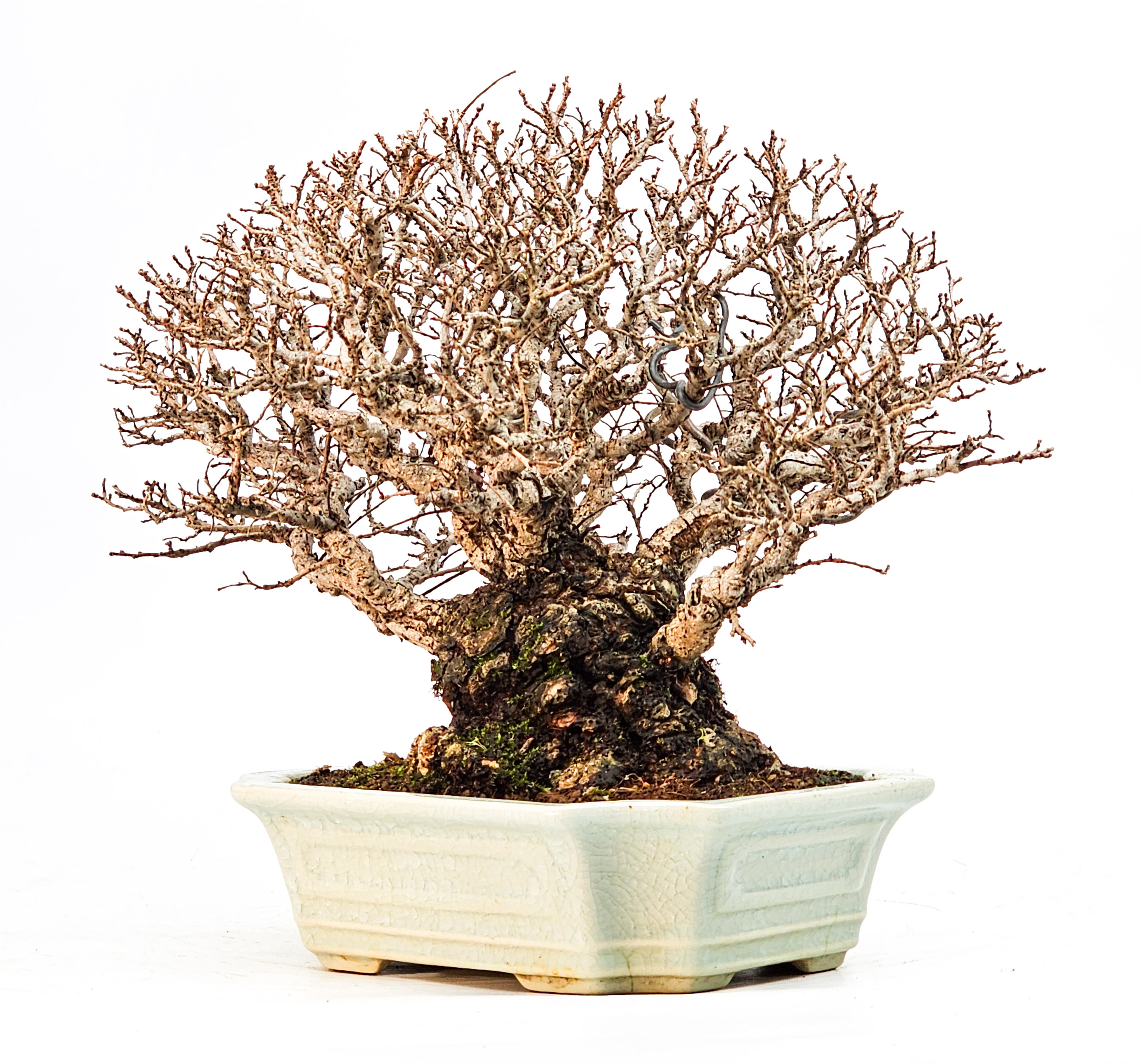 Bonsai Japanische Ulme - Ulmus parvifolia Shohin 17cm
