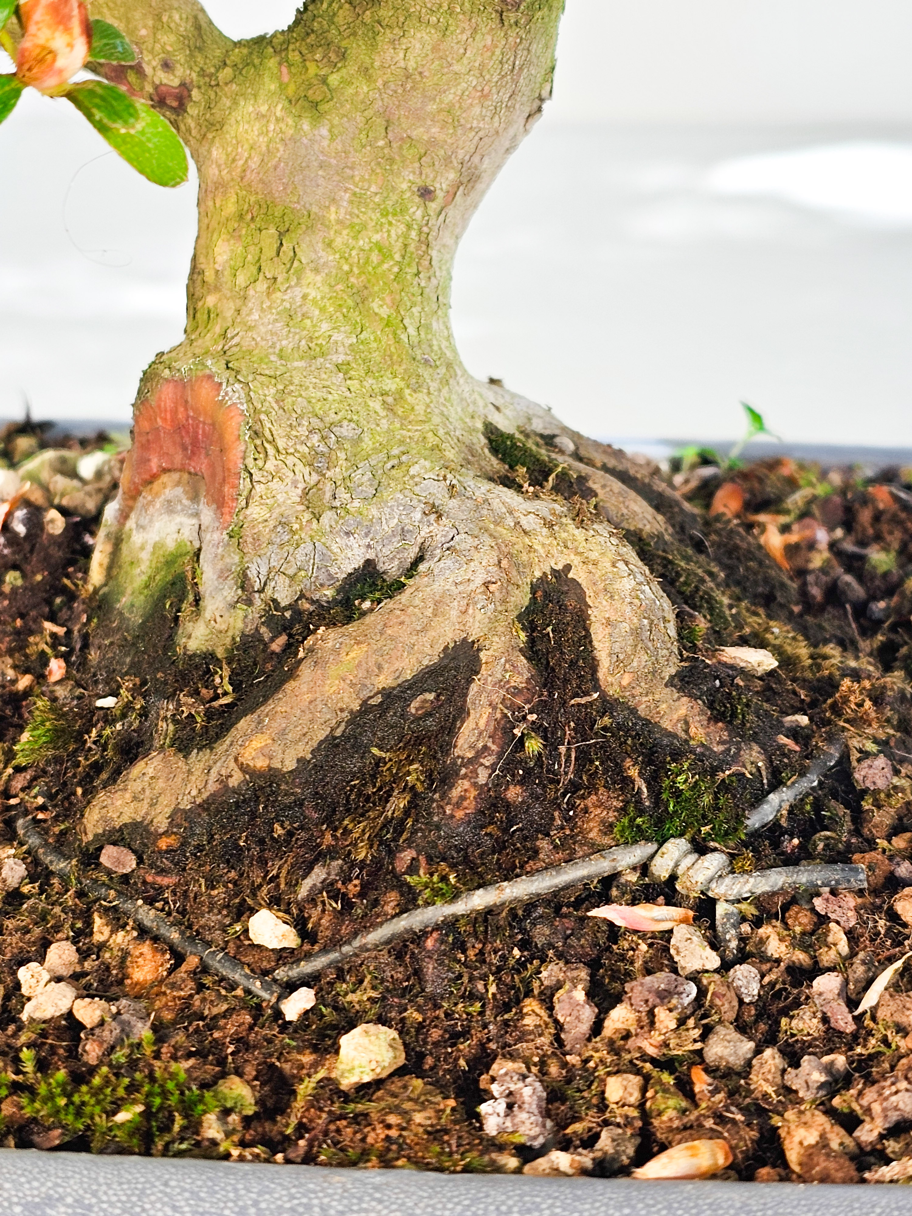 Bonsai Azalee Rhododendron indicum -Miyamamangetsu- 47cm