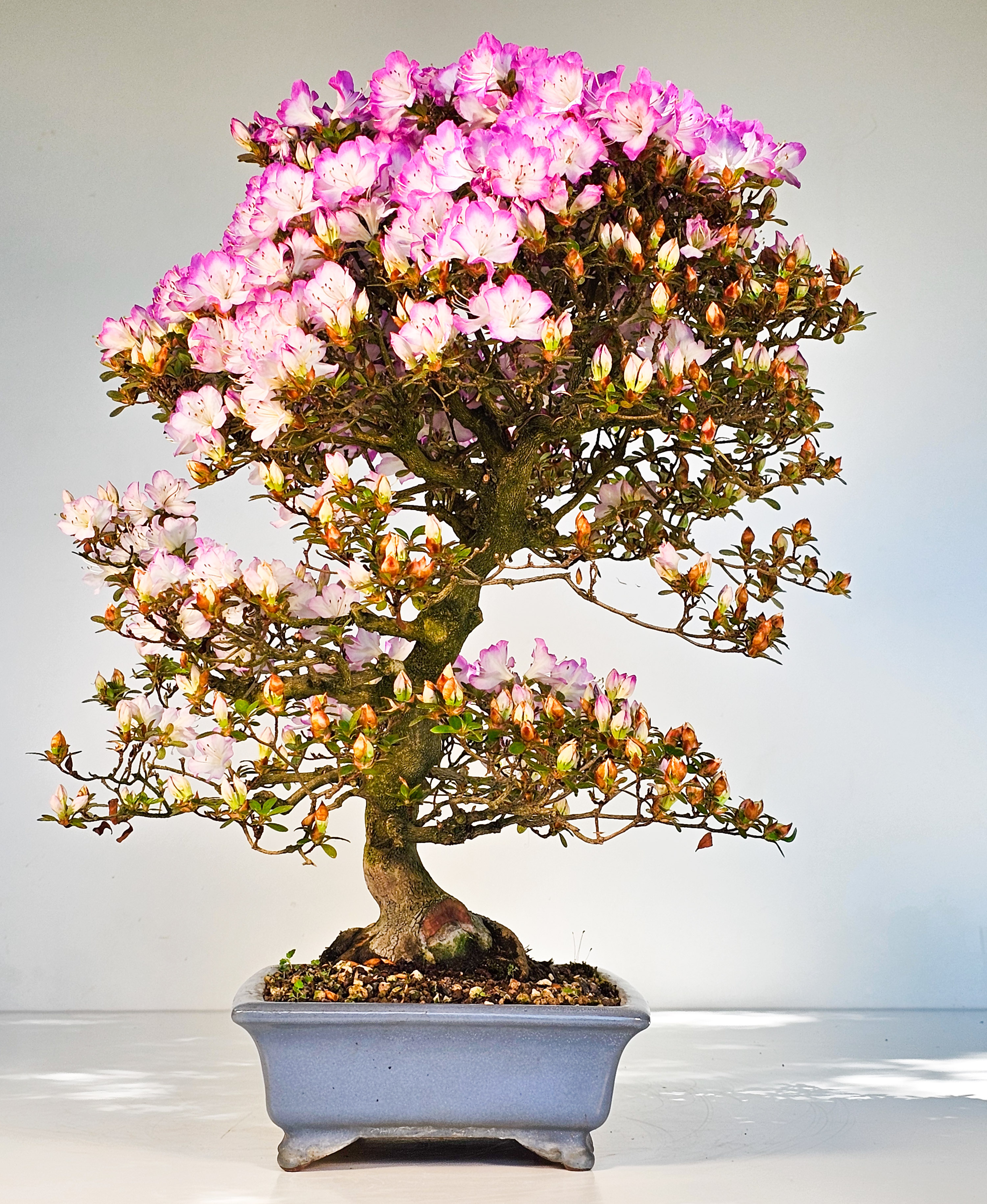 Bonsai Azalee Rhododendron indicum -Miyamamangetsu- 47cm