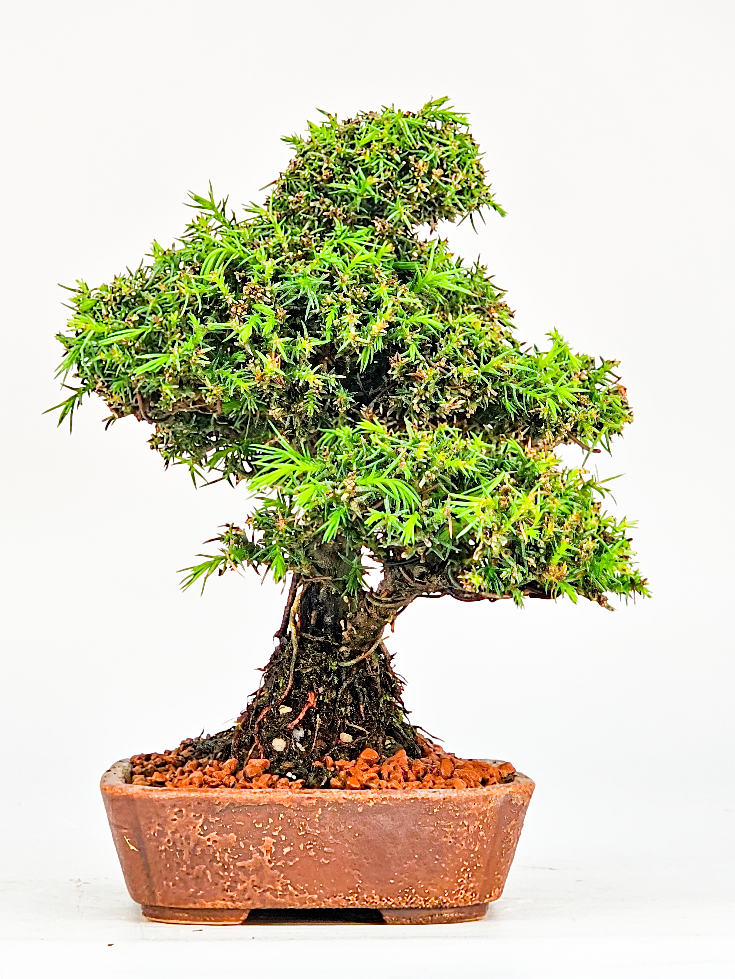 Bonsai Sicheltanne Cryptomeria Japonica Shohin 15cm