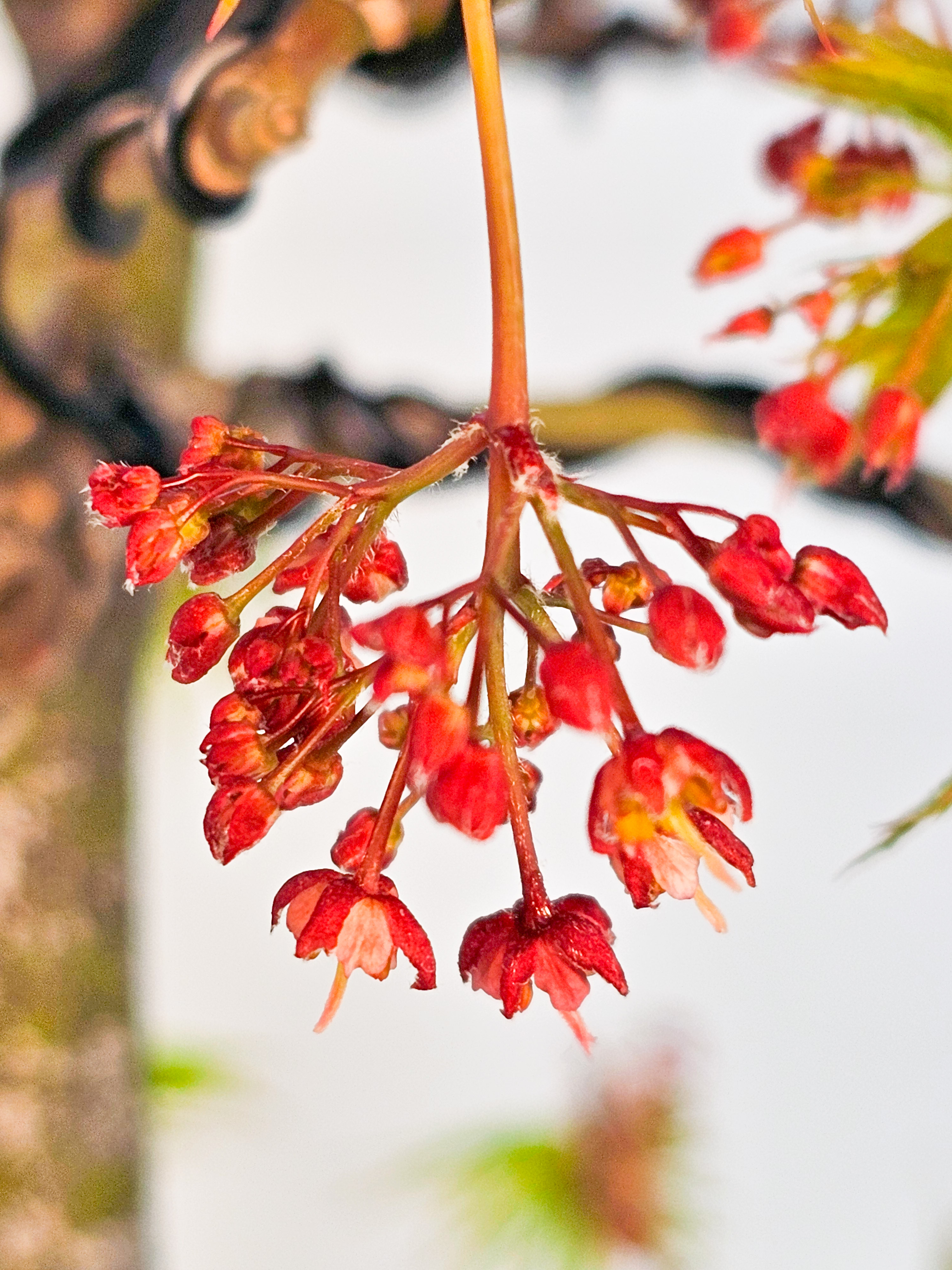 Bonsai Fächerahorn - Acer palmatum Osakazuki 45cm