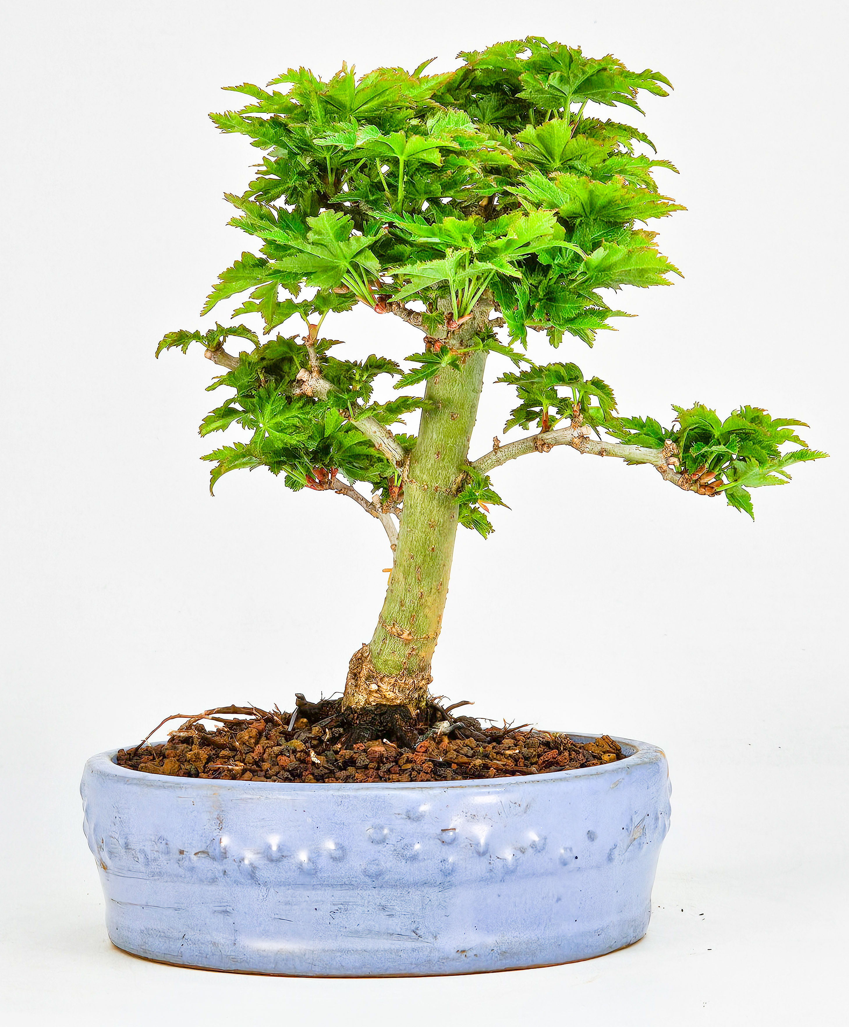 Bonsai Löwenkopfahorn- Acer palmatum Shishigashira Shohin 14cm