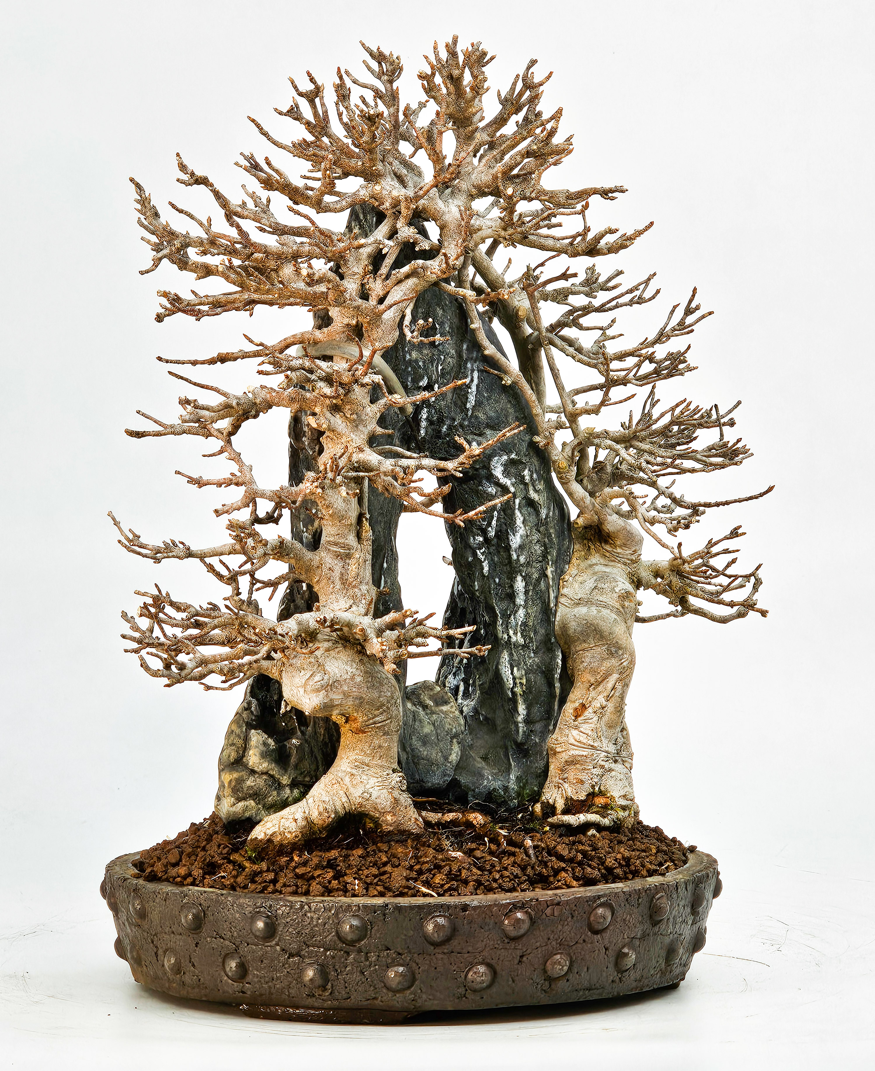 Bonsai Dreispitzahorn - Acer buergerianum Ishizuki 26,5cm - Video!!