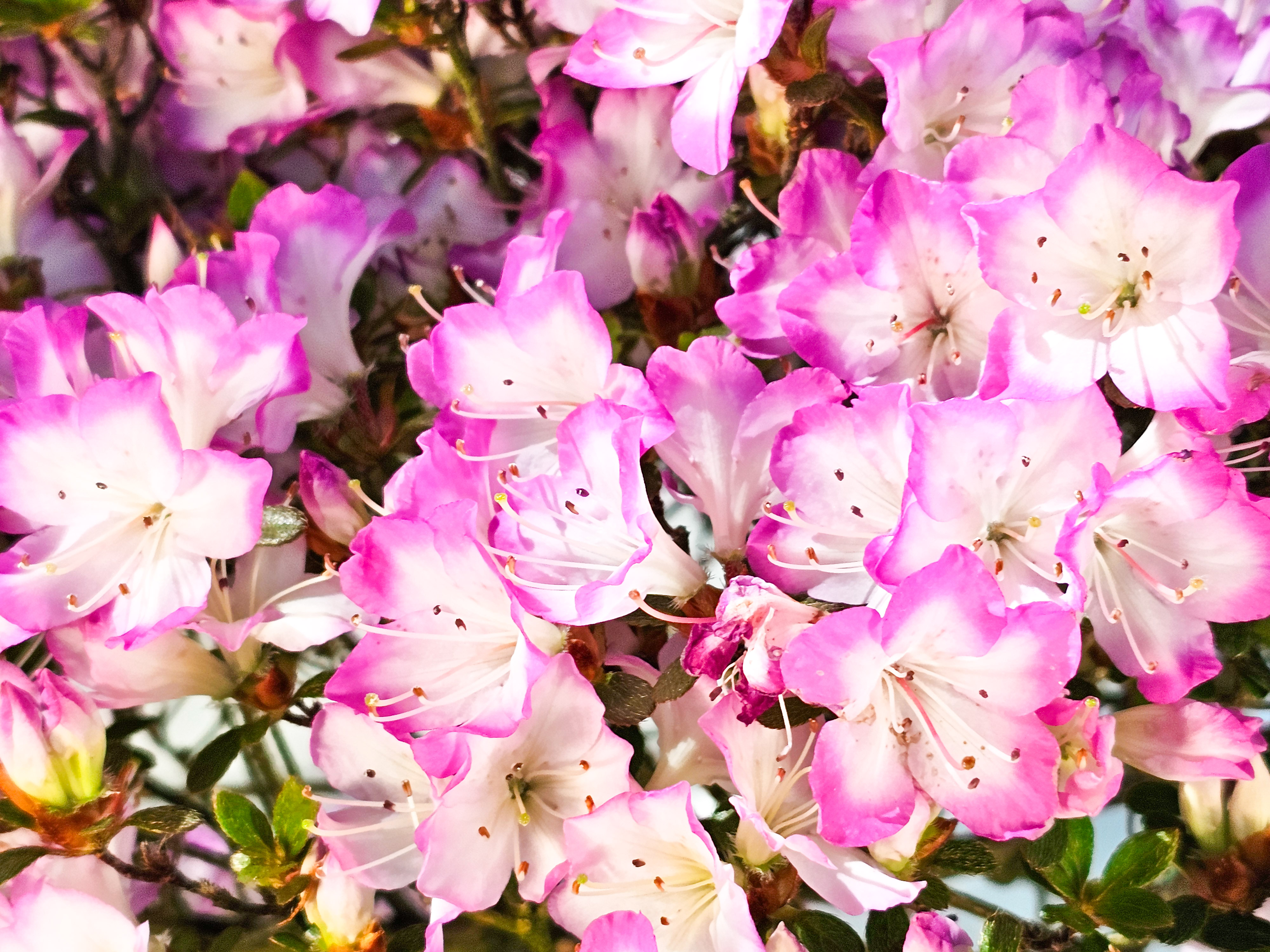 Bonsai Azalee Rhododendron indicum -Miyamamangetsu- 47cm