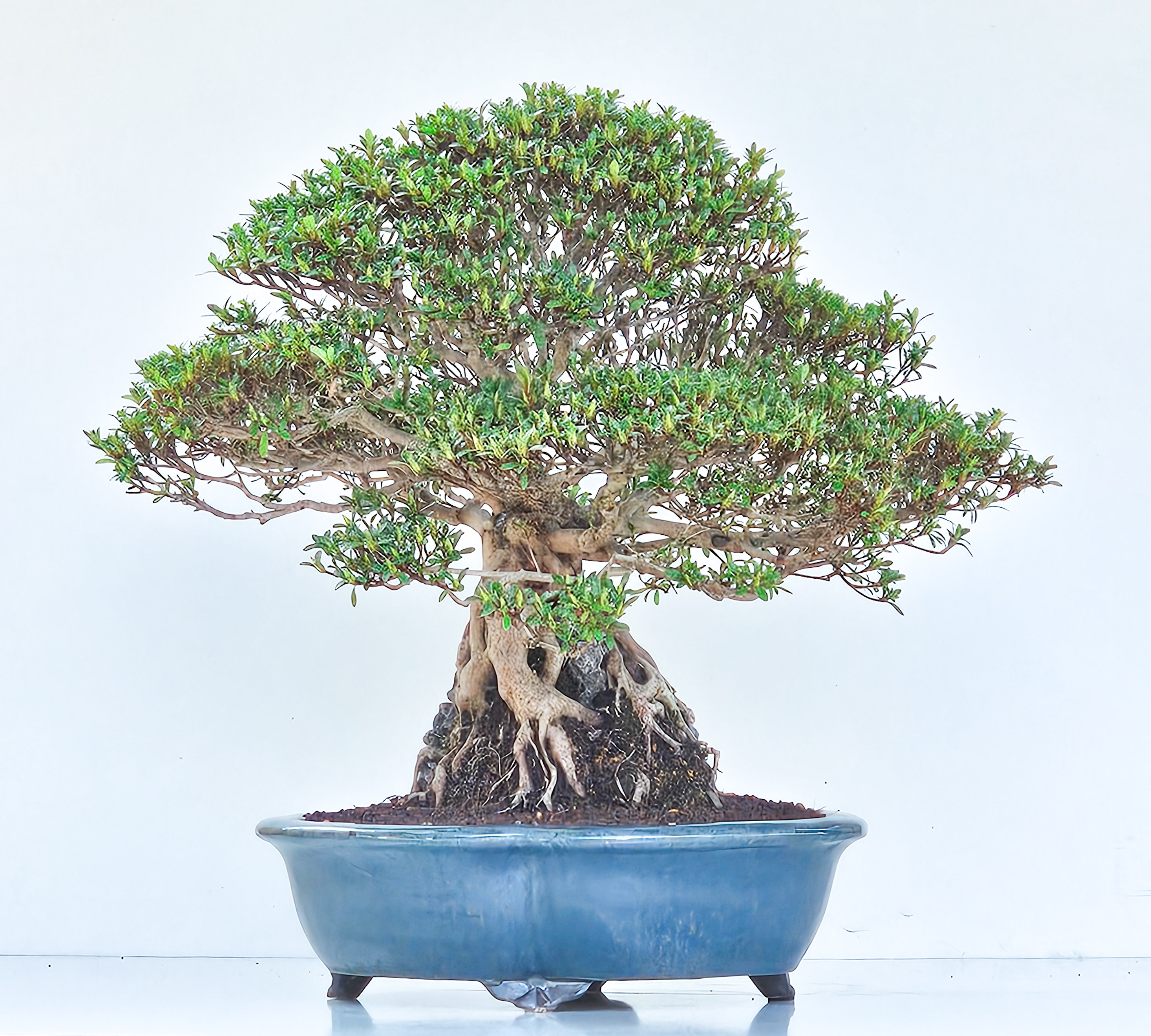 Bonsai Azalee Rhododendron indicum Ishizuki - Kozan - 39cm Video!!