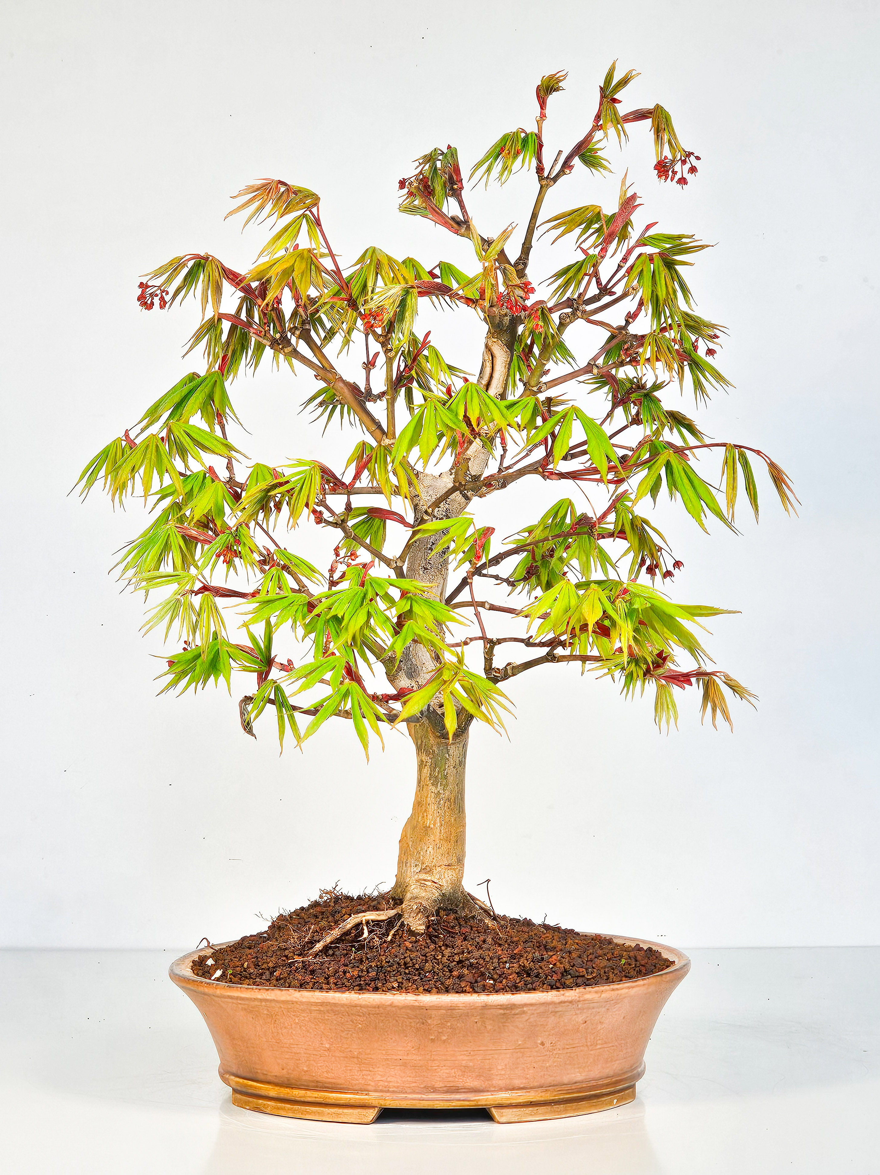 Bonsai Fächerahorn - Acer palmatum Osakazuki 40cm