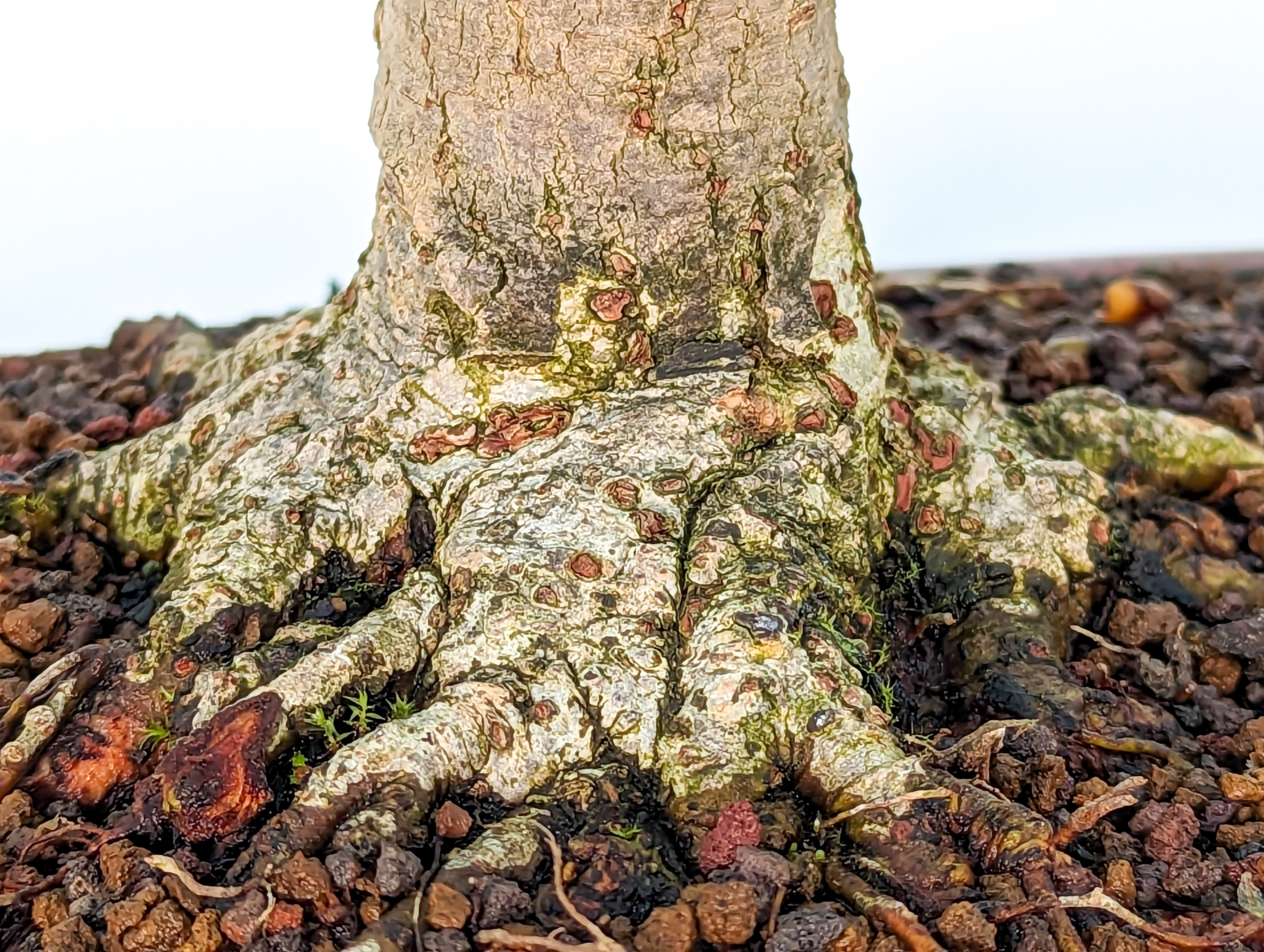 Bonsai Zelkova serrata 26cm - Video!