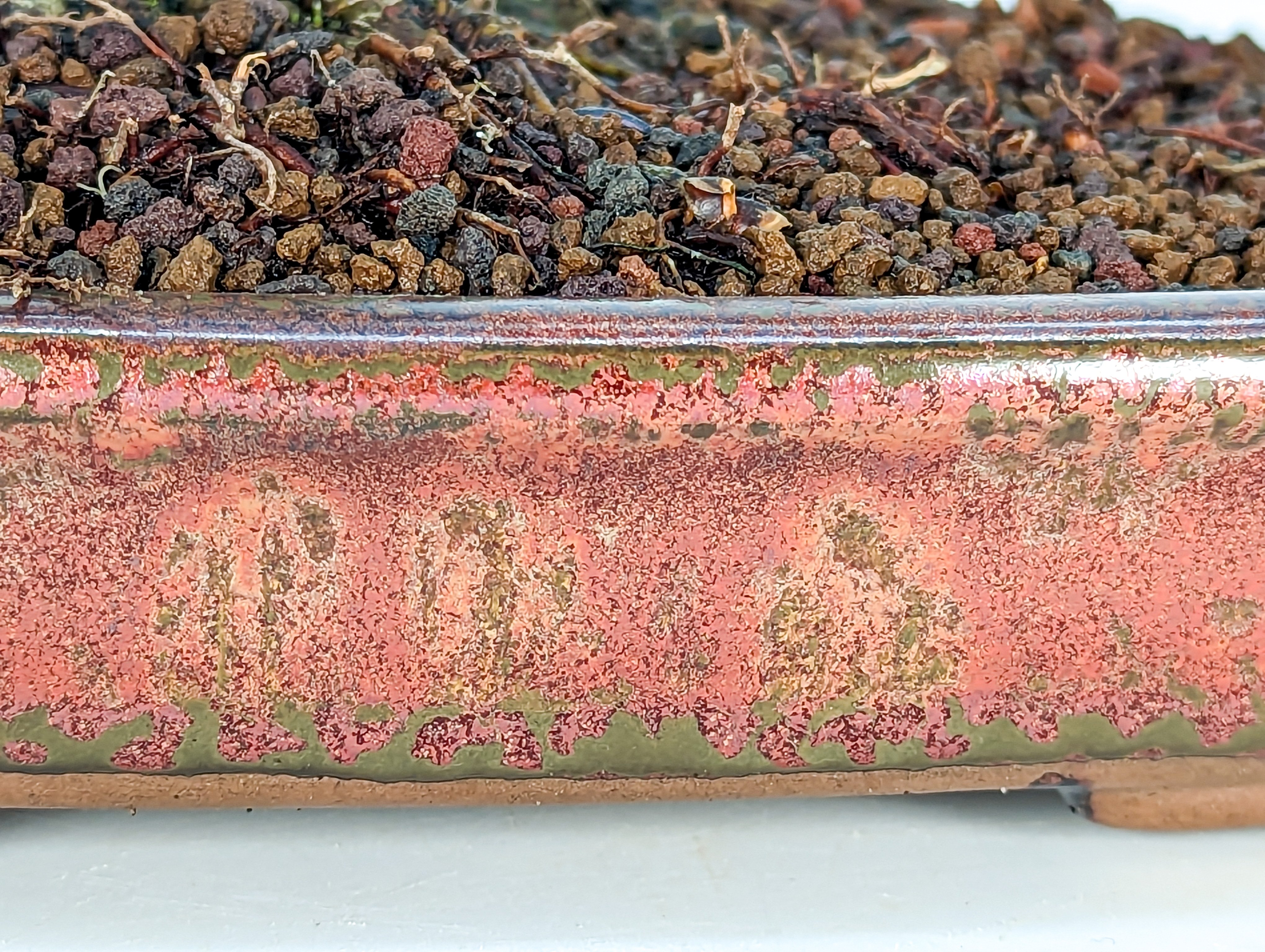 Bonsai Zelkova serrata 26cm - Video!
