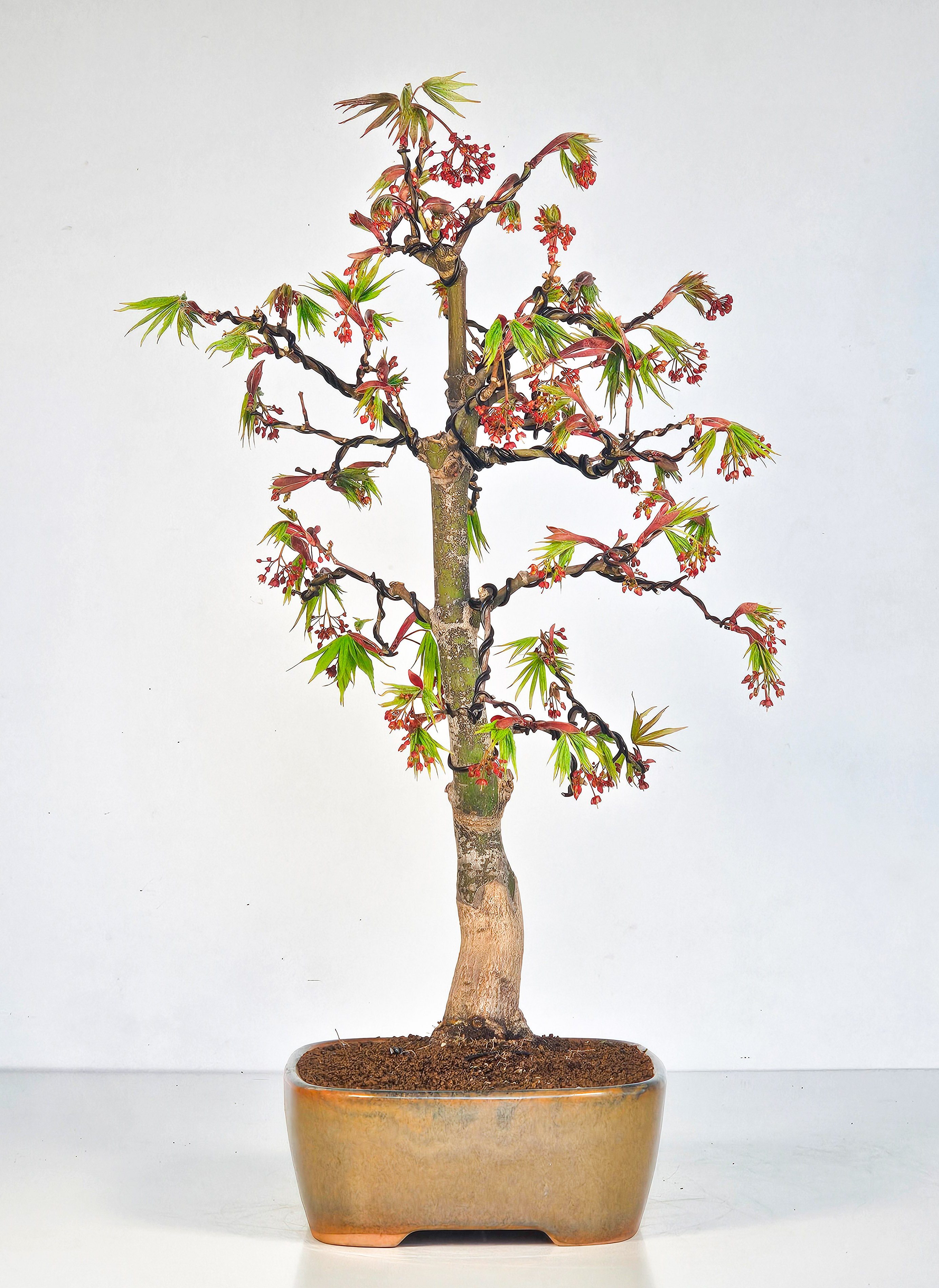 Bonsai Fächerahorn - Acer palmatum Osakazuki 45cm