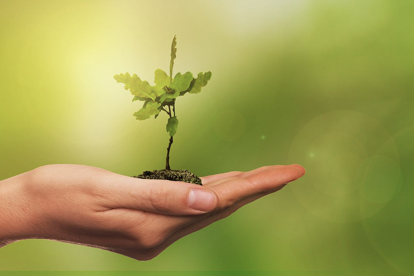 Hier ist ein kleiner Eichen Bonsai in einer Hand abgebildet. Wir kümmern uns mit größter Hingabe um jeden Bonsai.