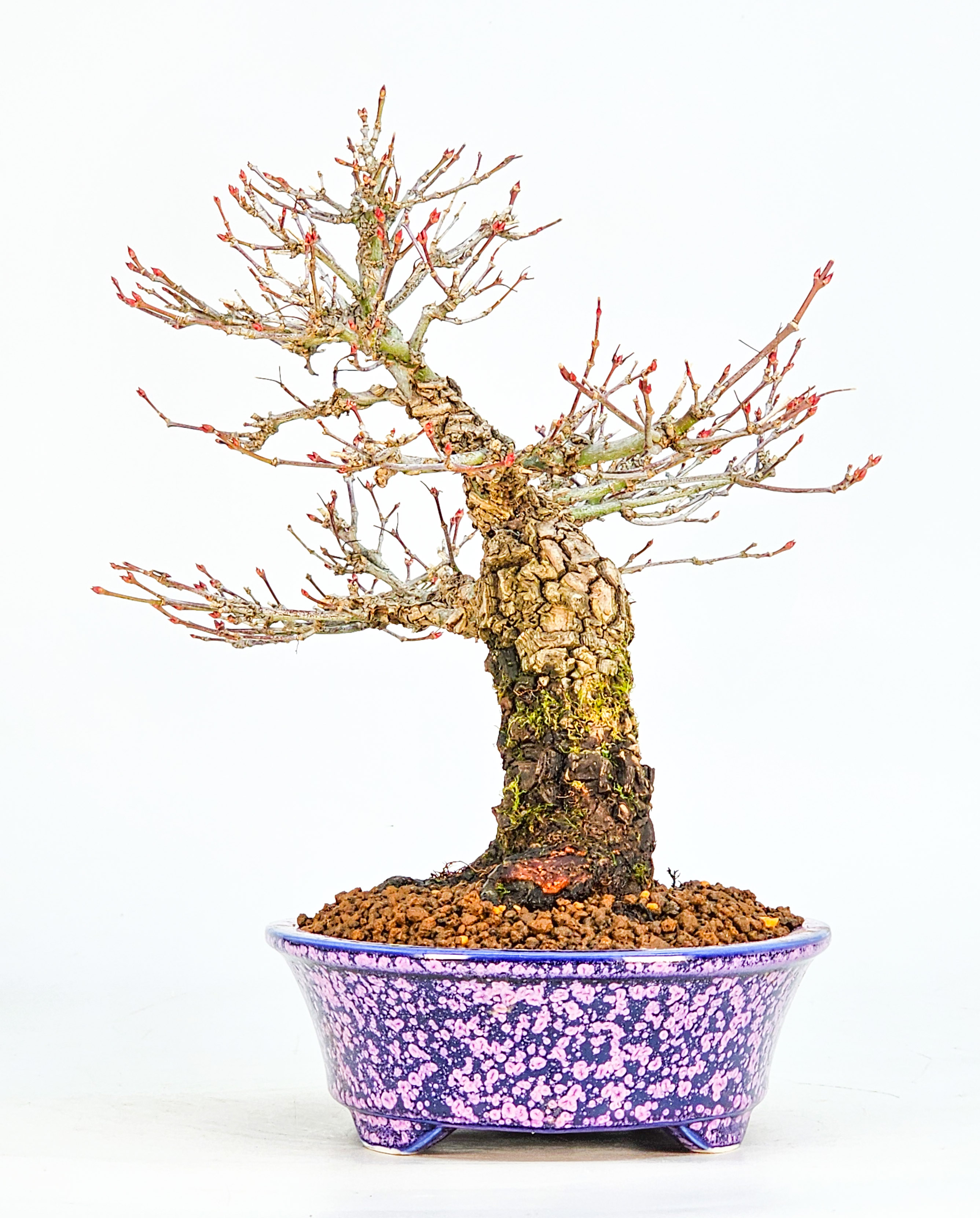Bonsai Fächerahorn - Acer palmatum Arakawa Shohin 21cm