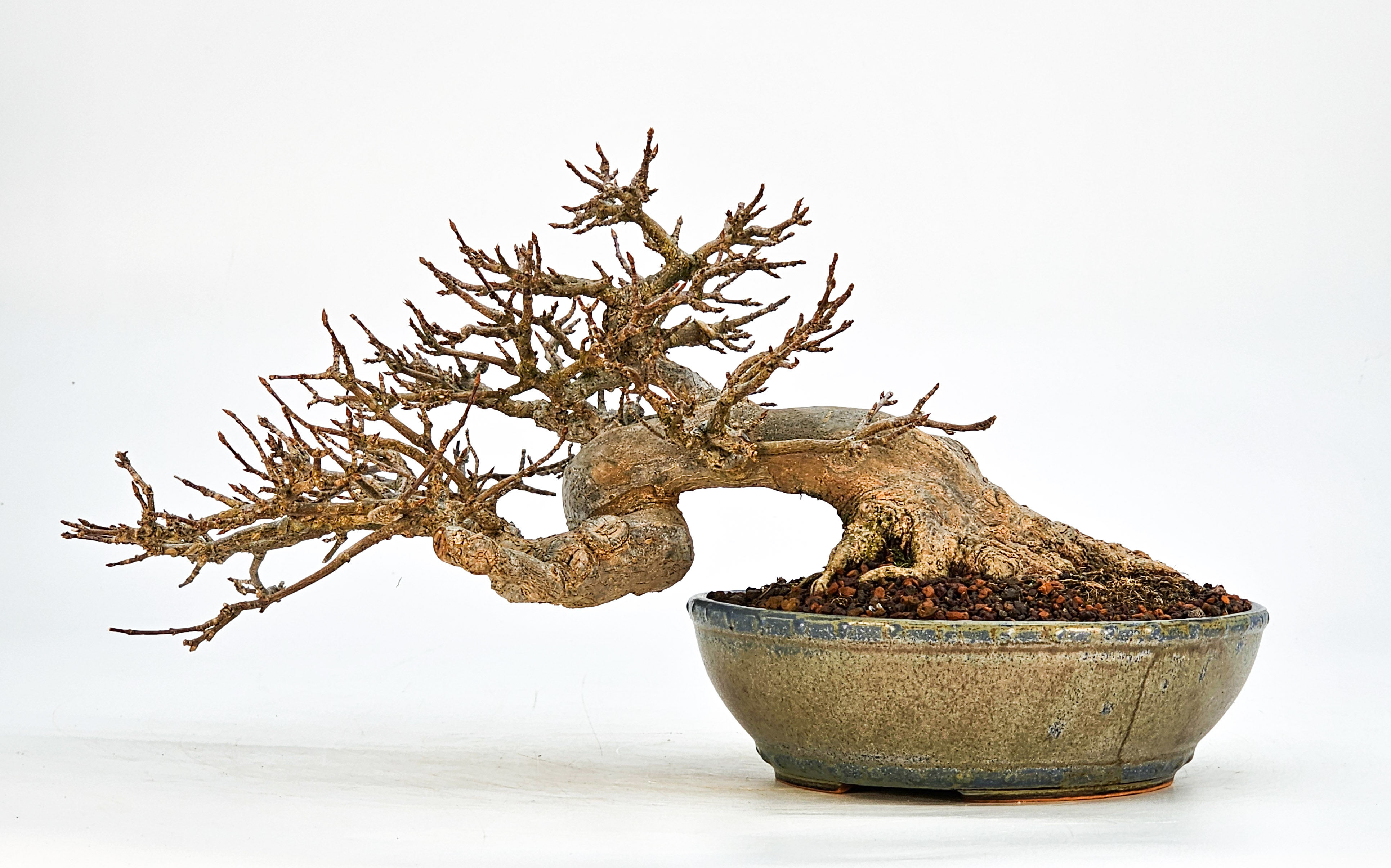 Bonsai Dreispitzahorn - Acer buergerianum 14cm