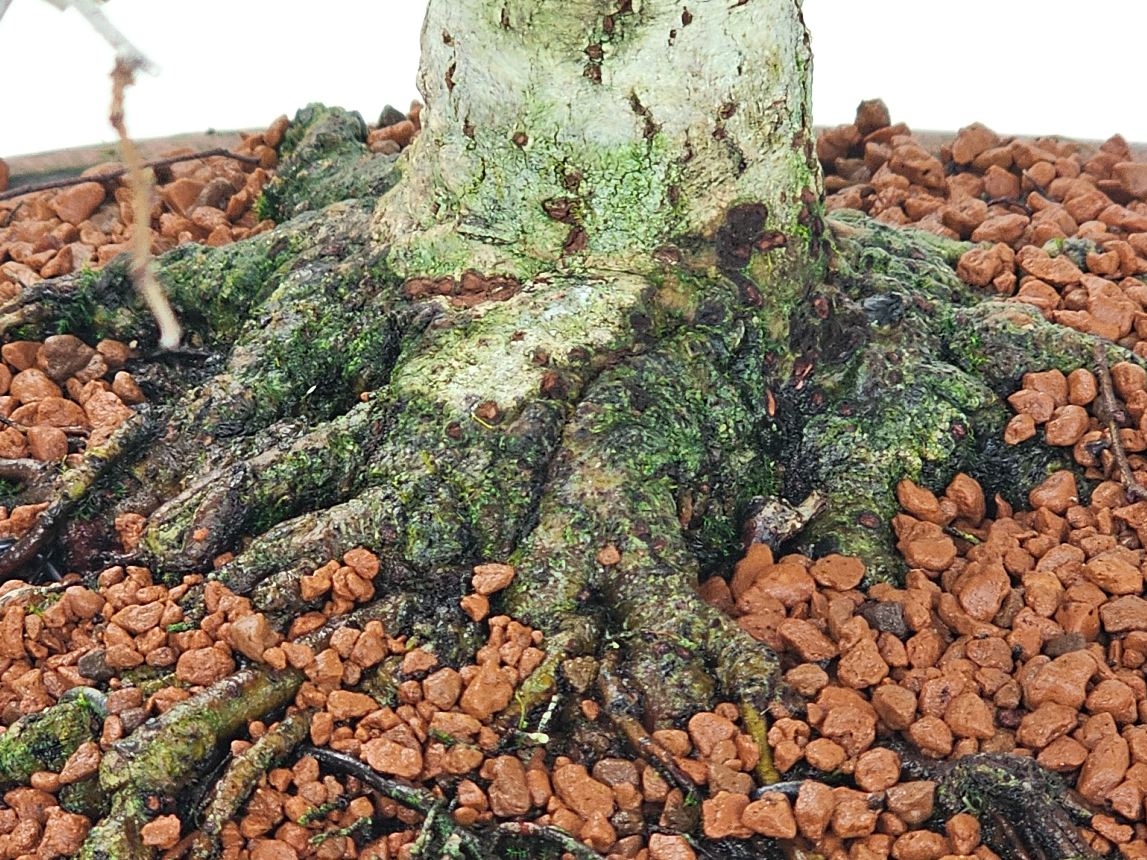 Bonsai Zelkova serrata 26cm - Video!