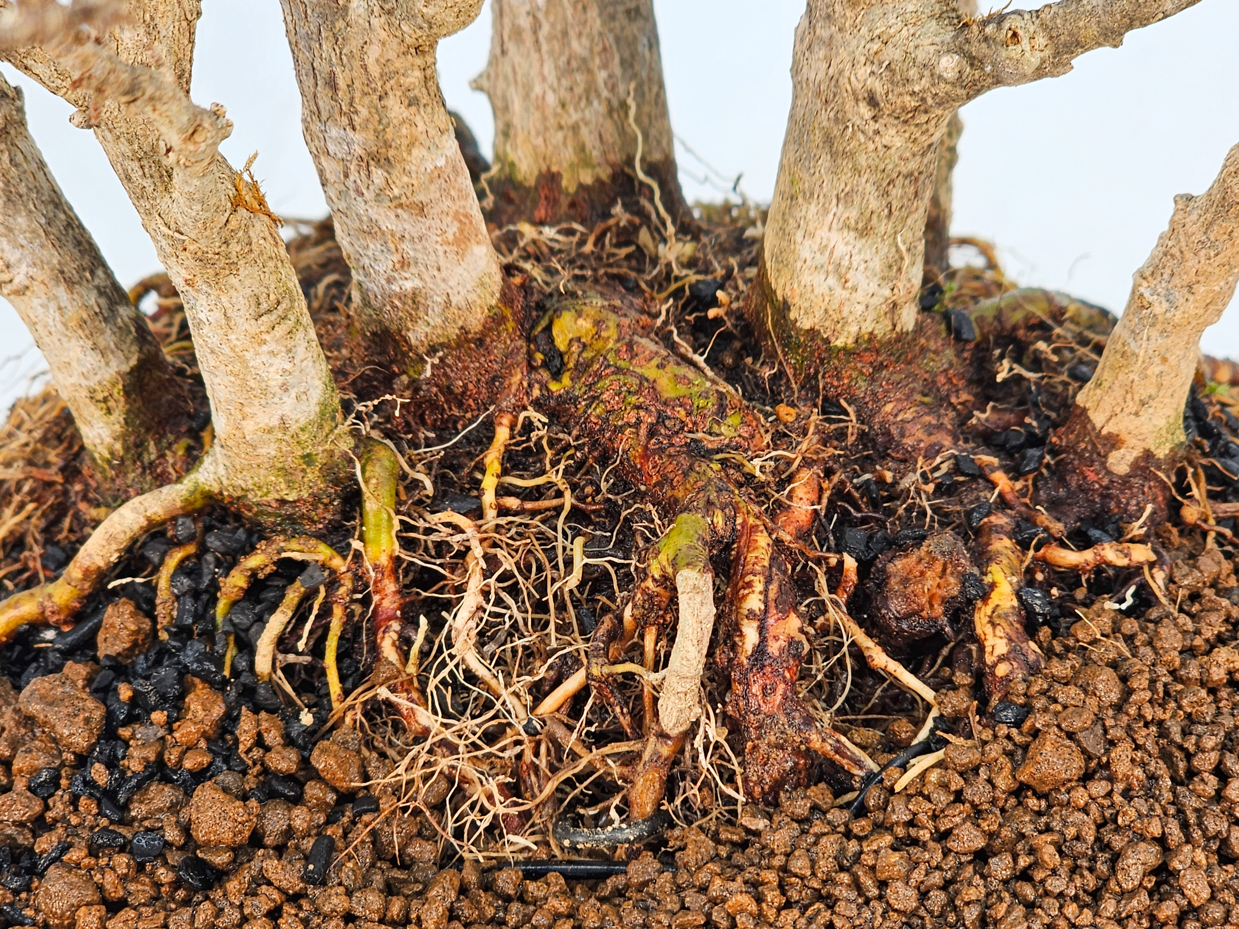 Bonsai Dreispitzahorn - Acer buergerianum Wald  Yose-ue 20cm Video!!
