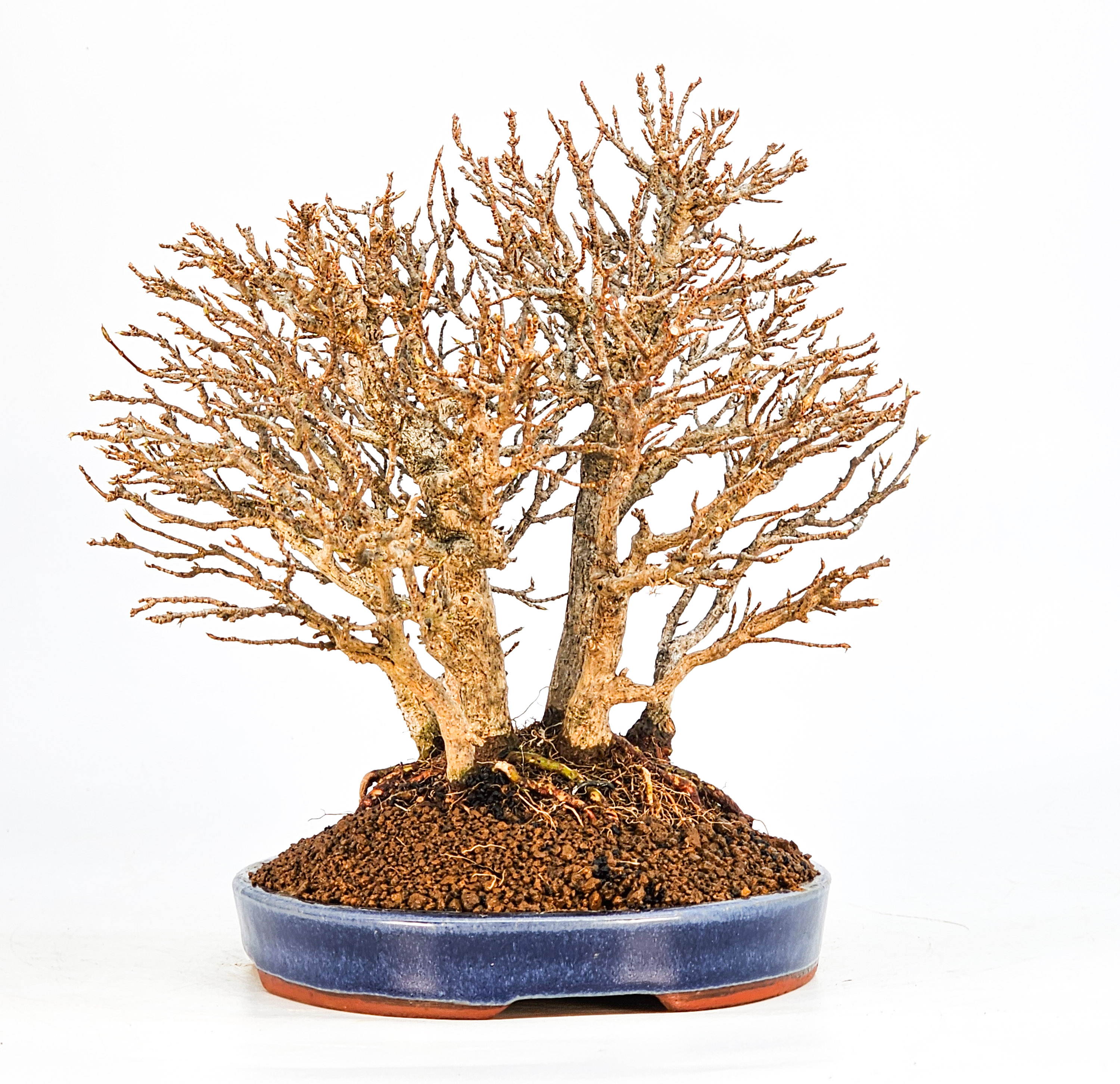Bonsai Dreispitzahorn - Acer buergerianum Wald  Yose-ue 20cm Video!!