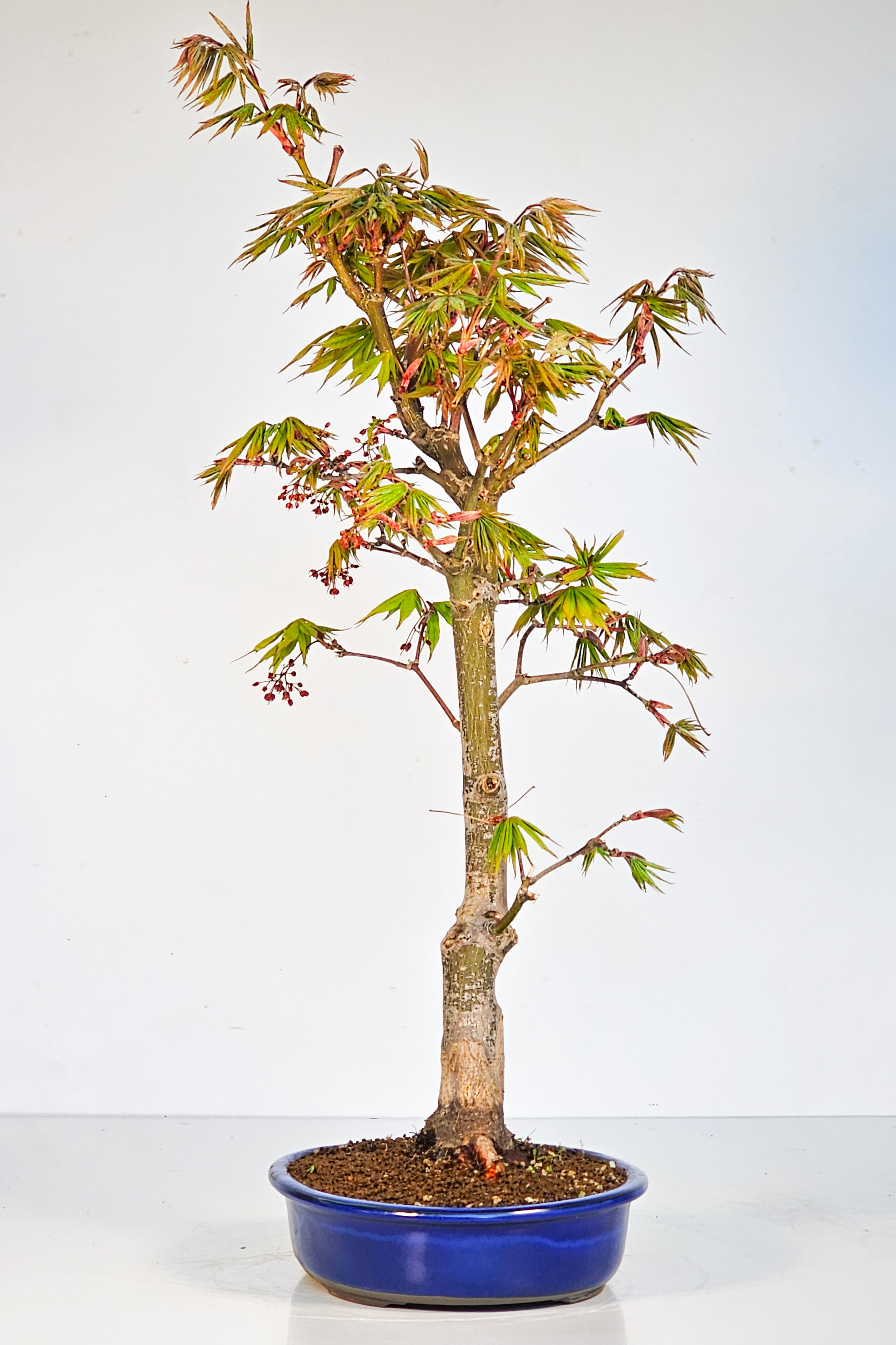 Bonsai Fächerahorn - Acer palmatum Osakazuki 48cm