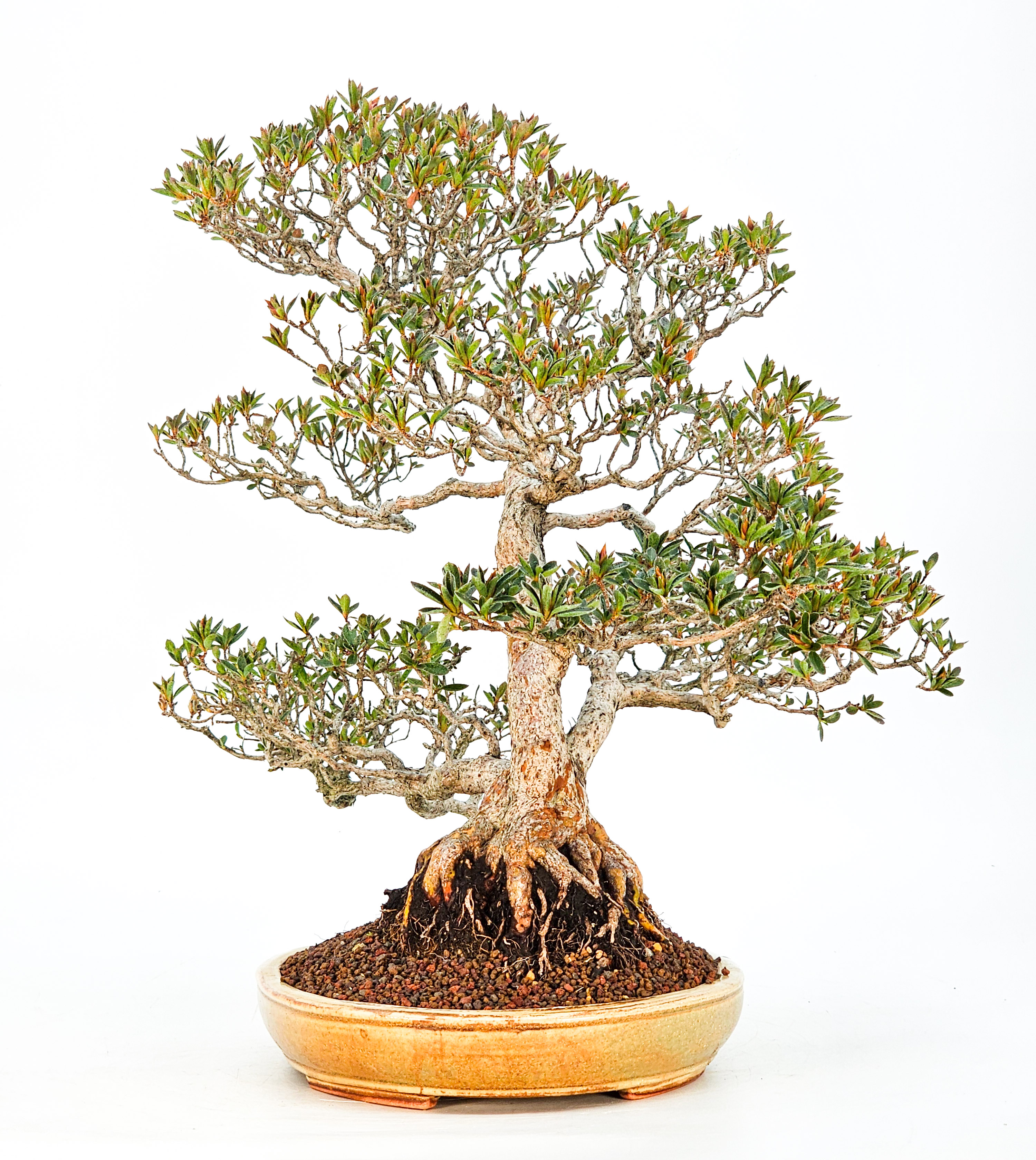 Bonsai Azalee Rhododendron indicum - Hoshi no Kira- 37cm