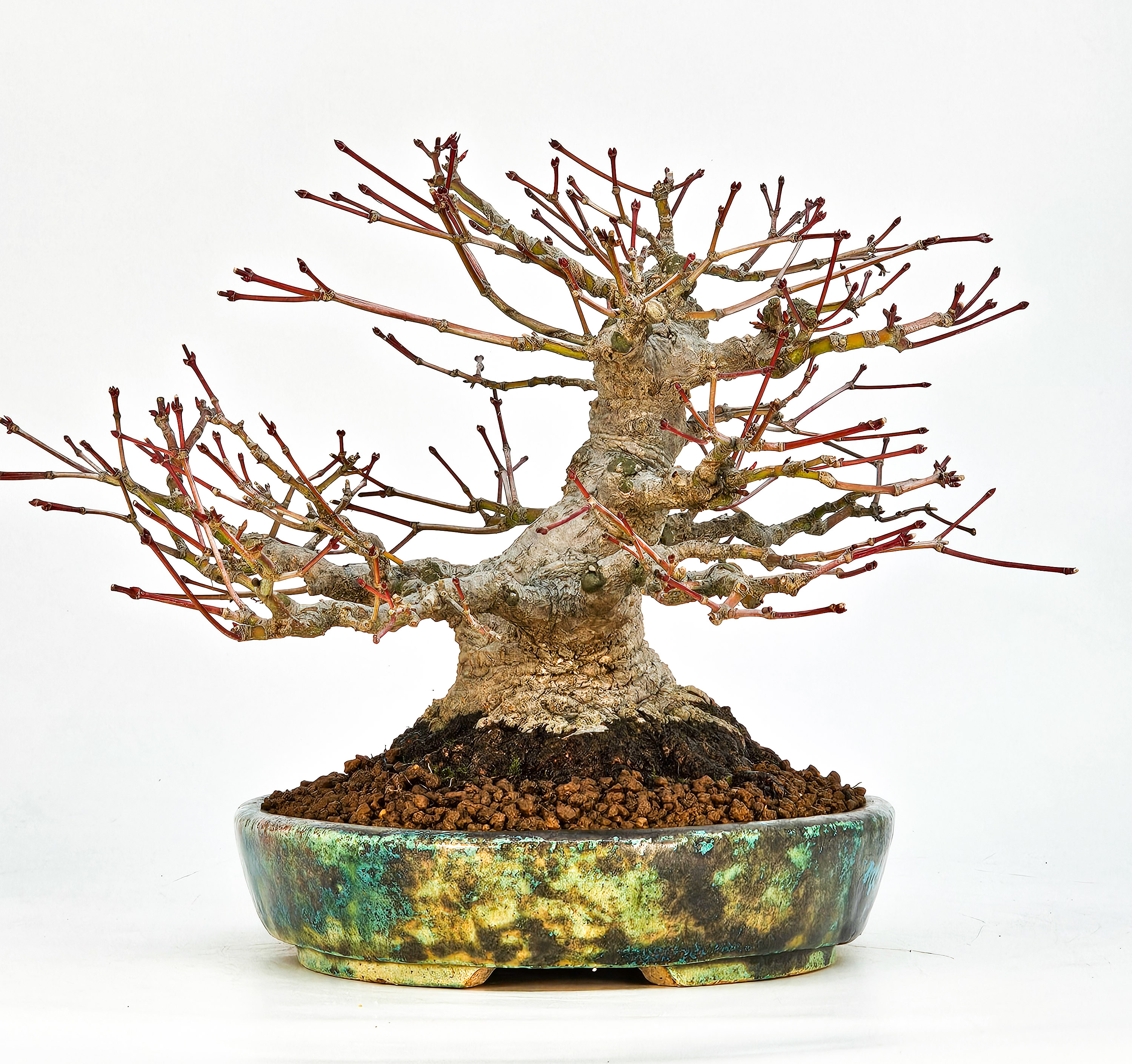 Bonsai Fächerahorn - Acer palmatum Shohin 18cm Video!!
